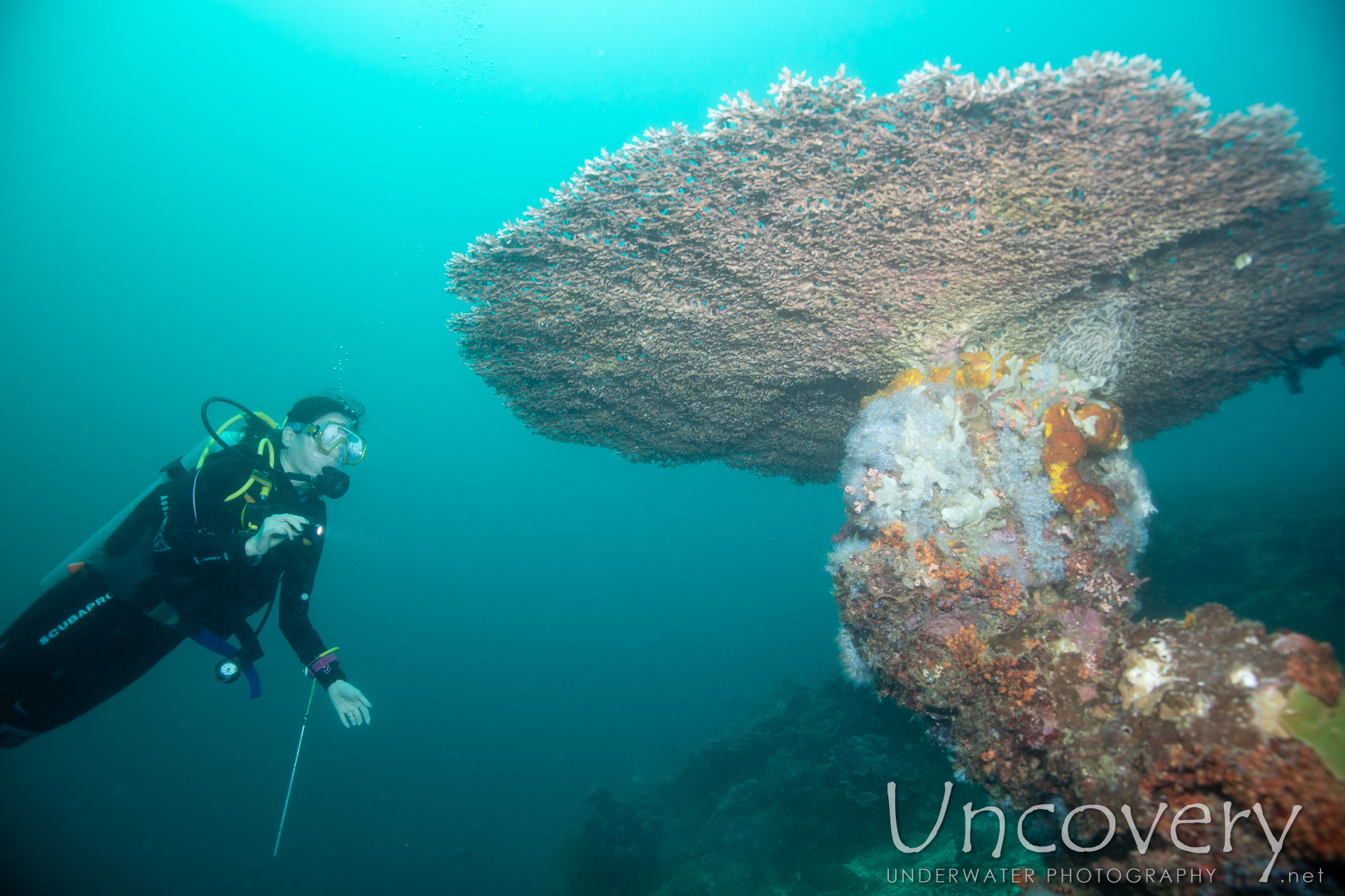 Coral, photo taken in Philippines, Negros Oriental, Apo Island, Katipanan