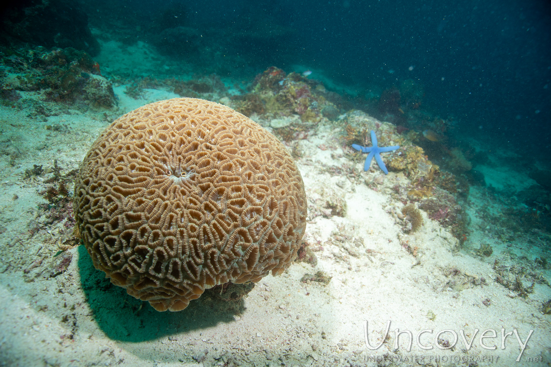 Coral, photo taken in Philippines, Negros Oriental, Apo Island, Katipanan