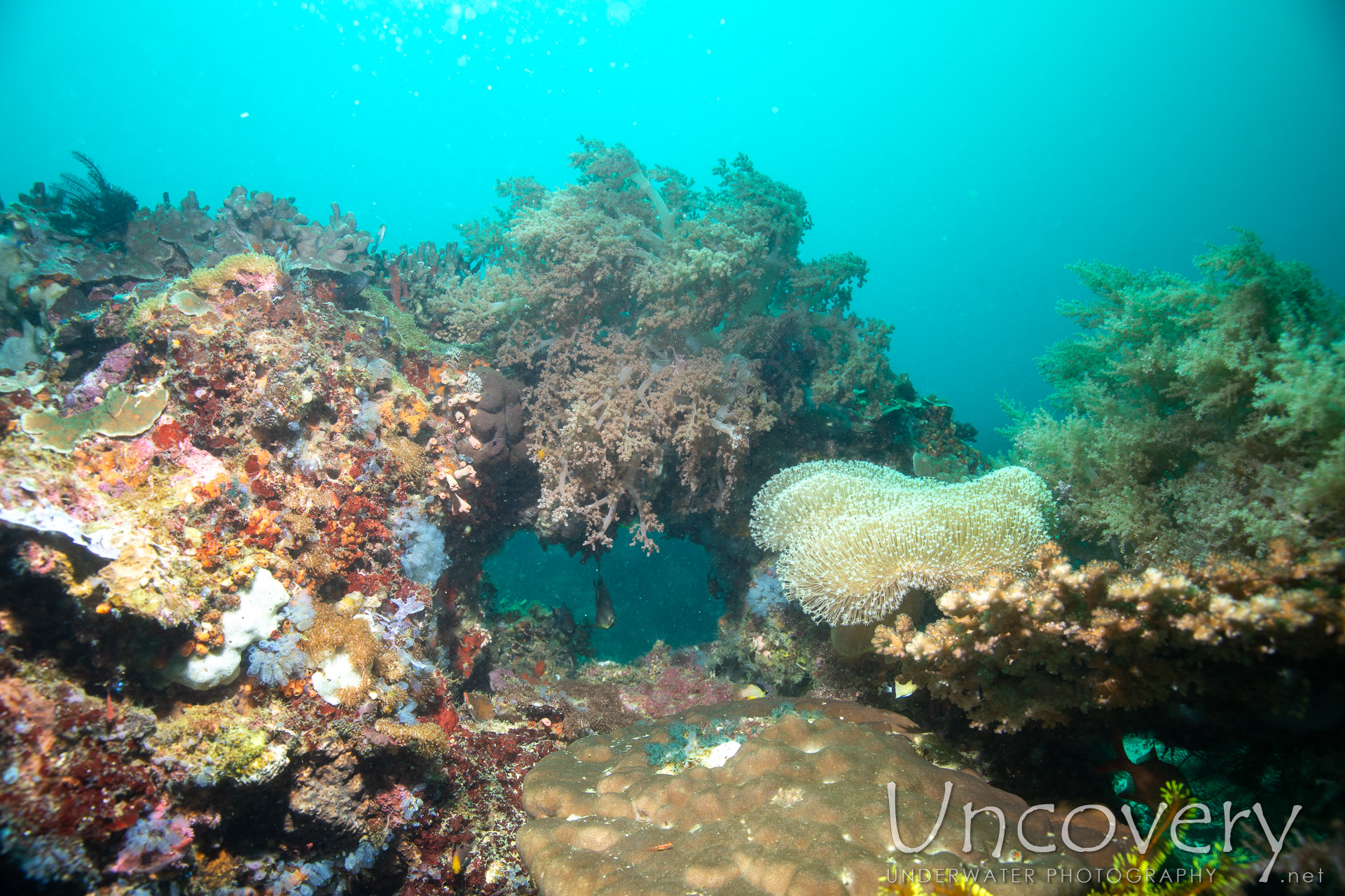 Coral, photo taken in Philippines, Negros Oriental, Apo Island, Katipanan