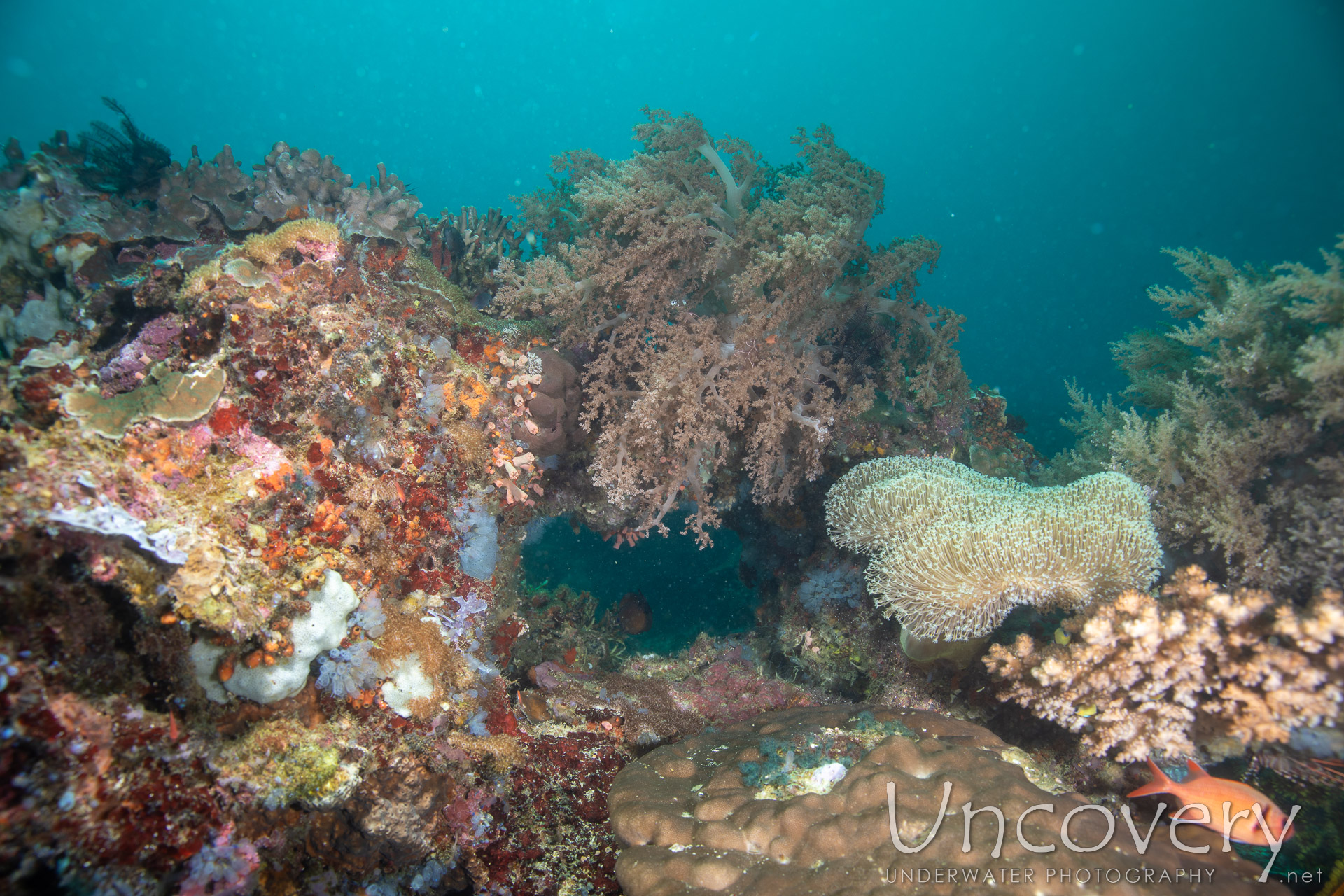 Coral, photo taken in Philippines, Negros Oriental, Apo Island, Katipanan