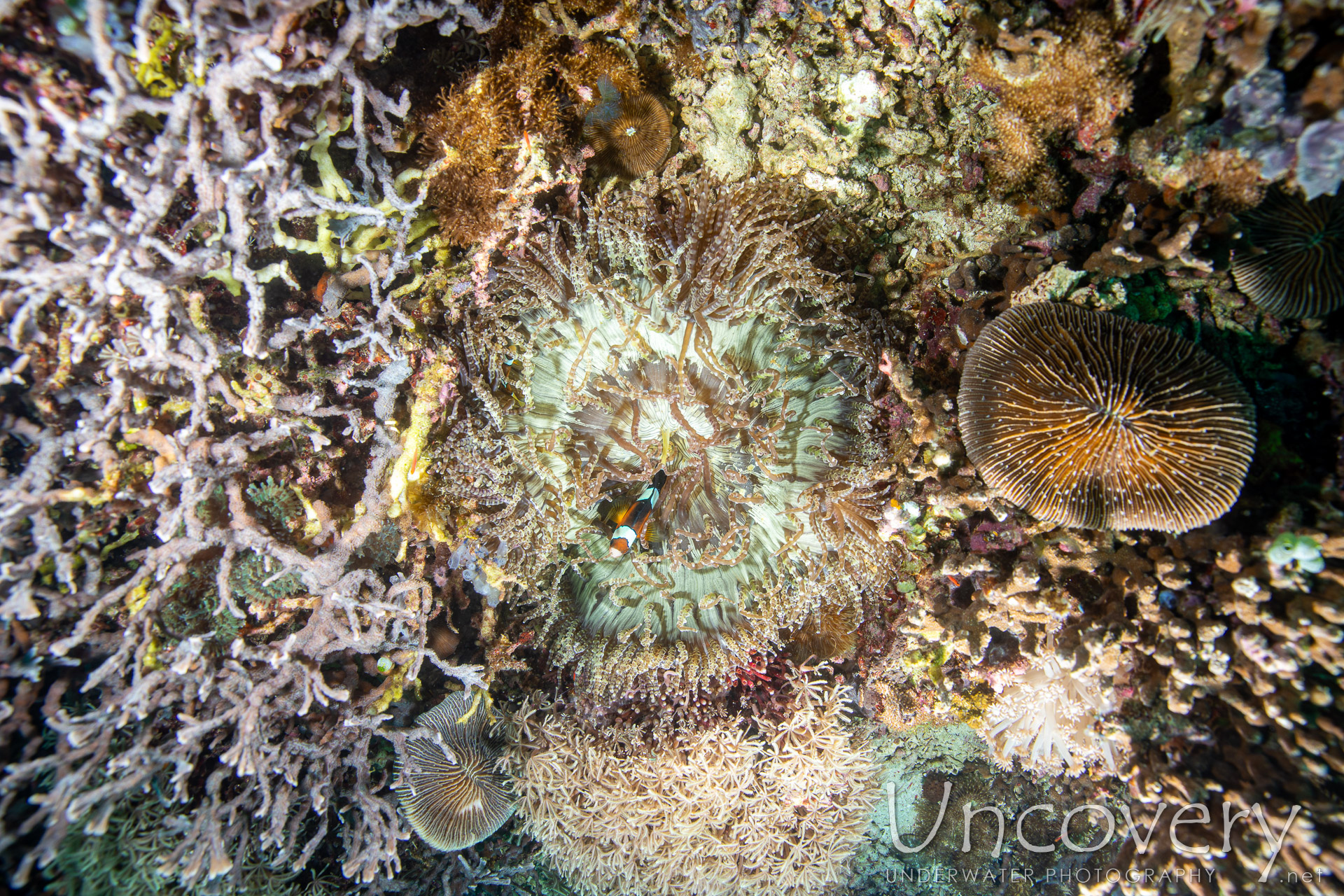 Coral, photo taken in Philippines, Negros Oriental, Apo Island, Katipanan