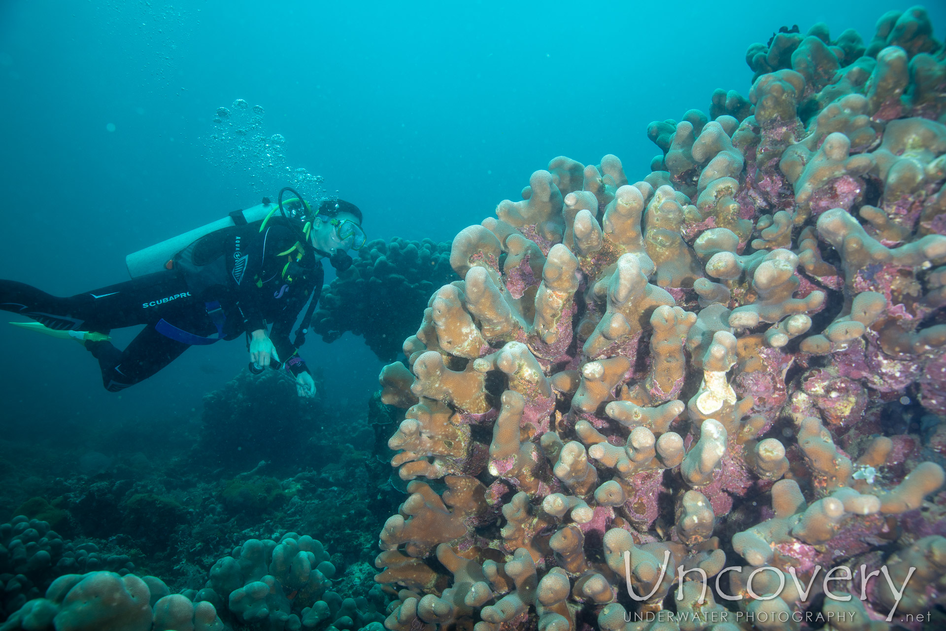 Coral, photo taken in Philippines, Negros Oriental, Apo Island, Katipanan