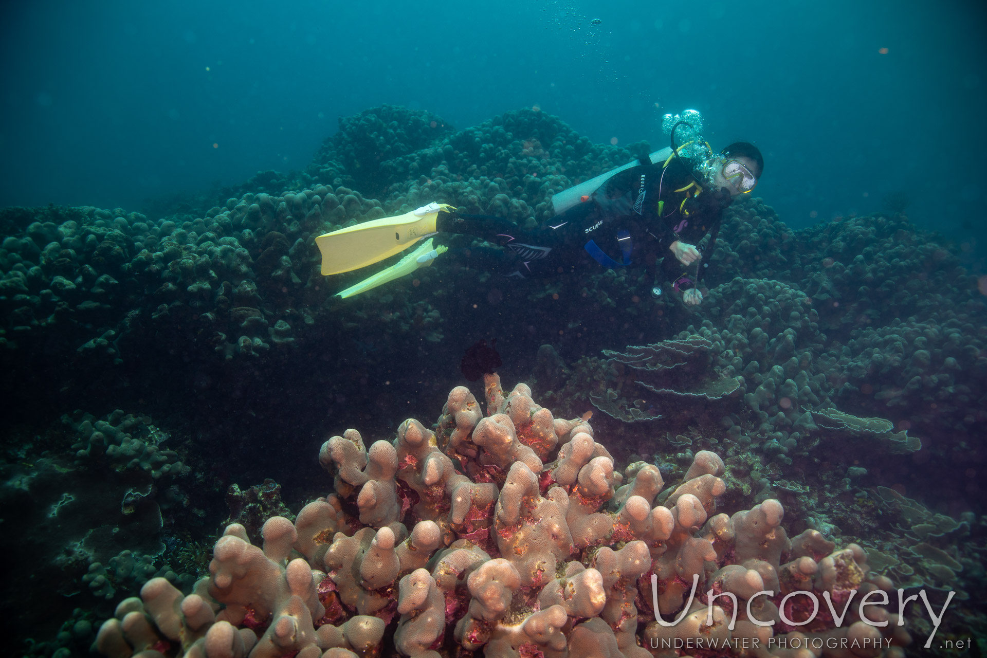 Coral, photo taken in Philippines, Negros Oriental, Apo Island, Katipanan