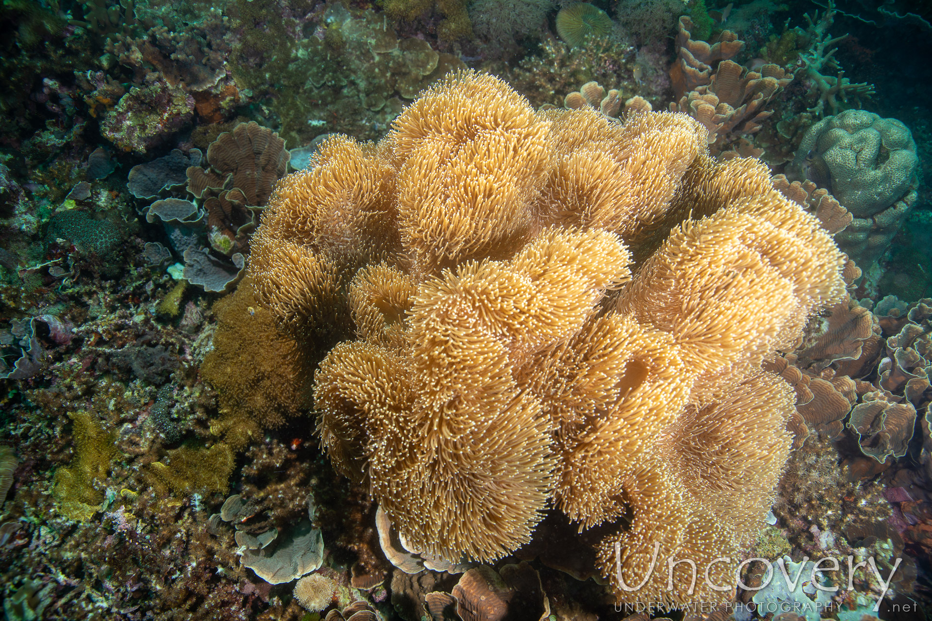 Coral, photo taken in Philippines, Negros Oriental, Apo Island, Katipanan