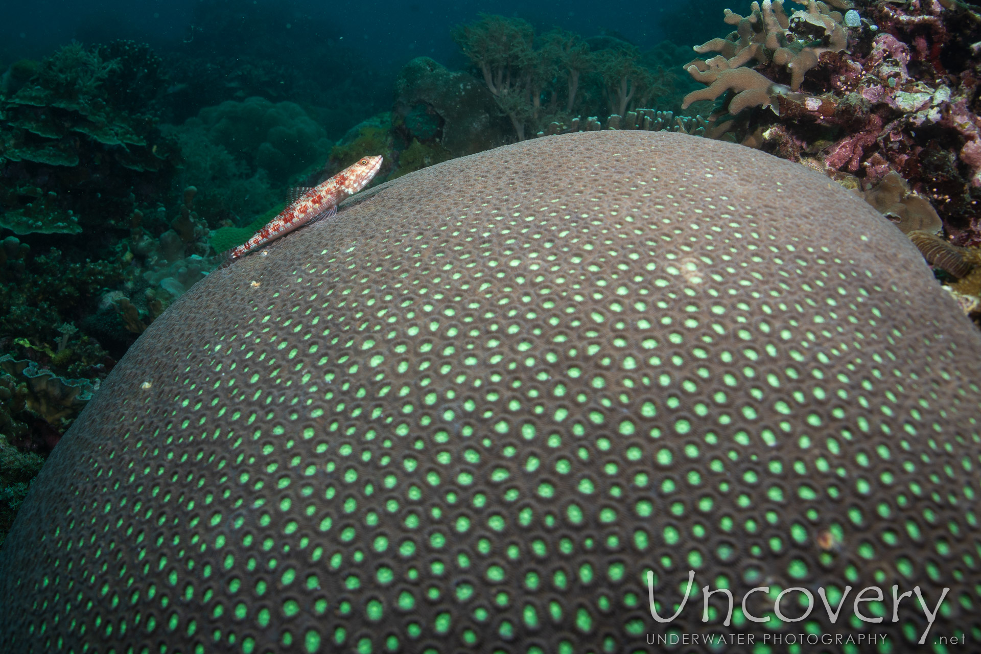 Coral, photo taken in Philippines, Negros Oriental, Apo Island, Katipanan