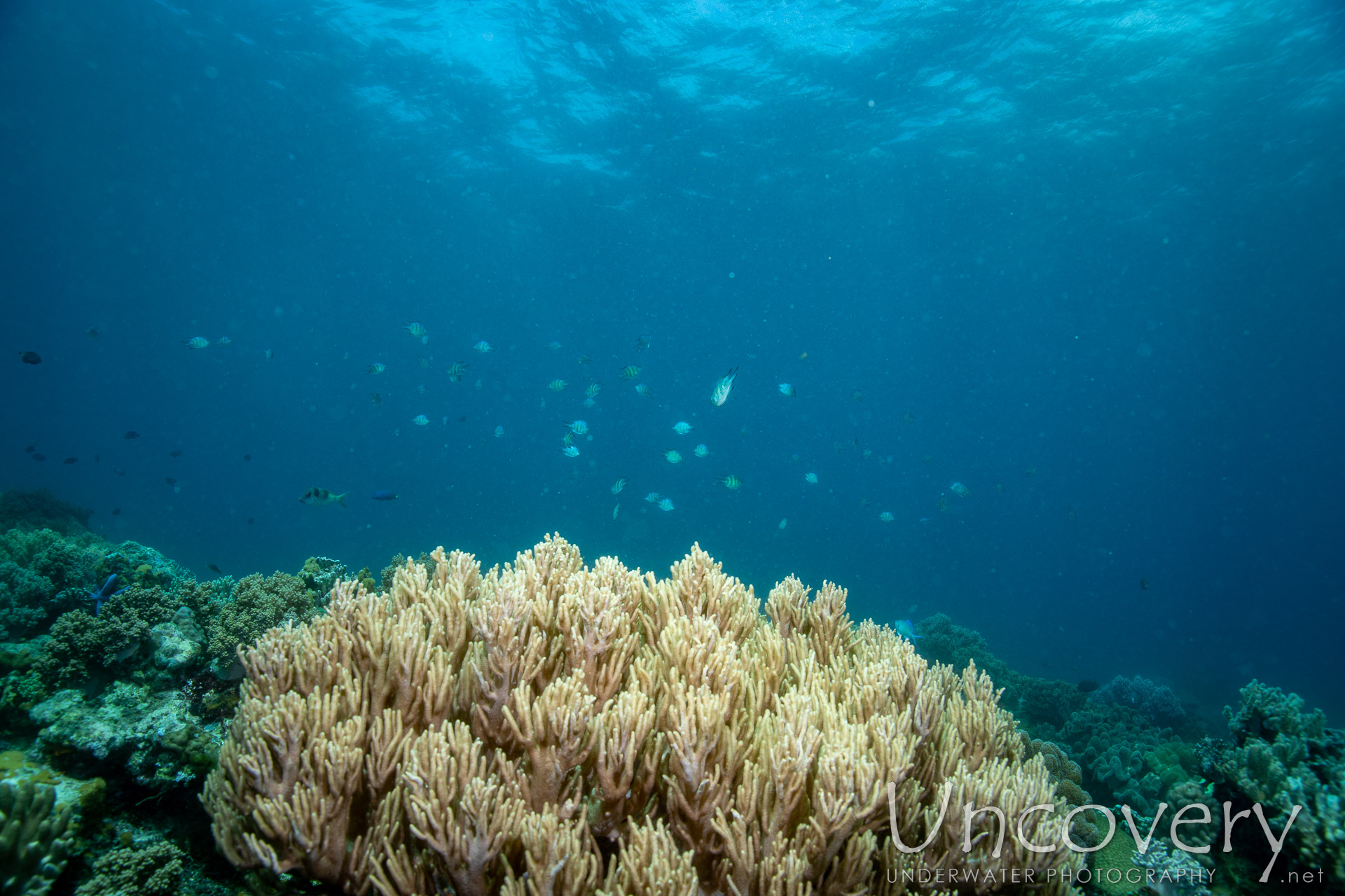 Coral, photo taken in Philippines, Negros Oriental, Apo Island, Katipanan