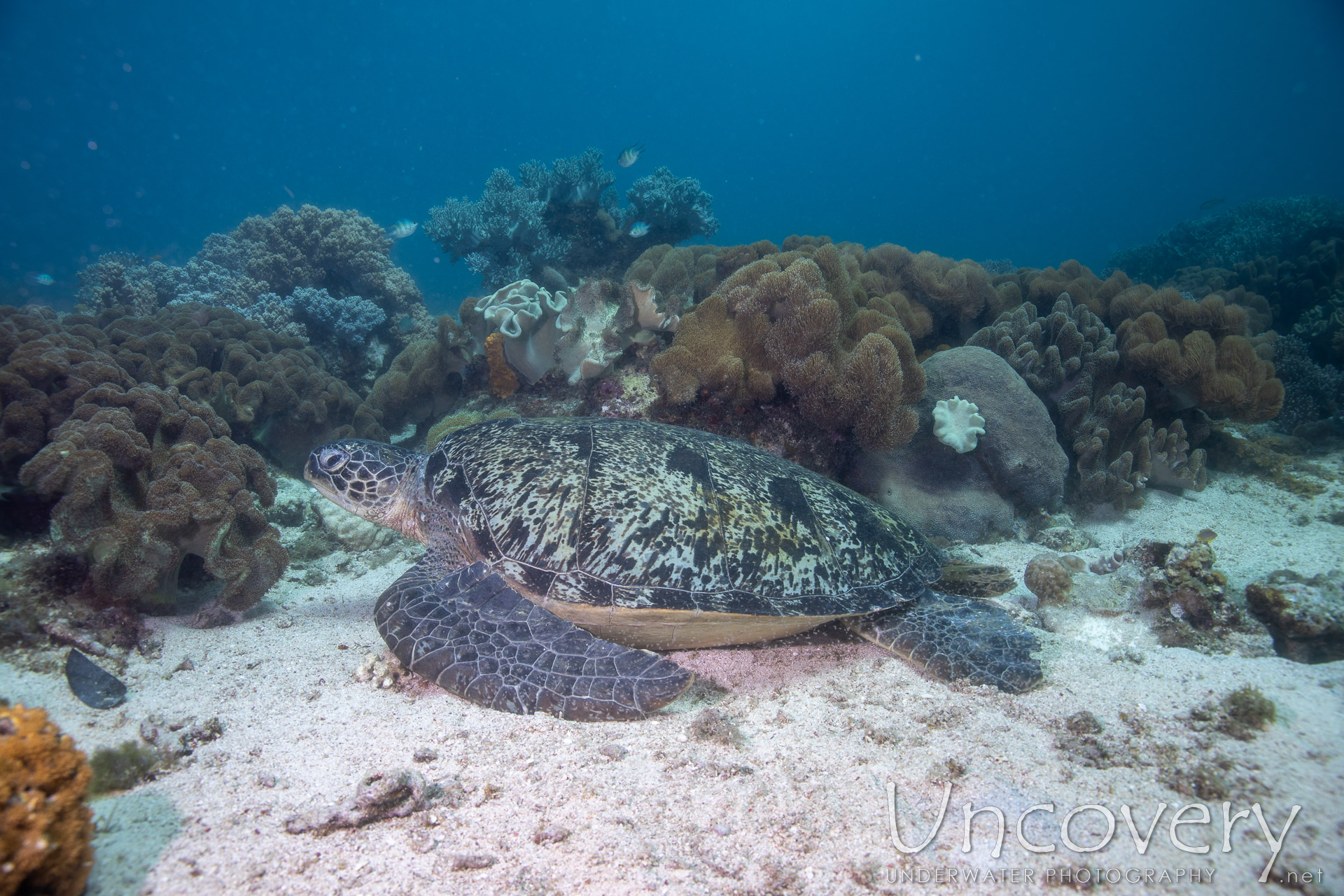 Green Sea Turtle (chelonia Mydas), photo taken in Philippines, Negros Oriental, Apo Island, Katipanan