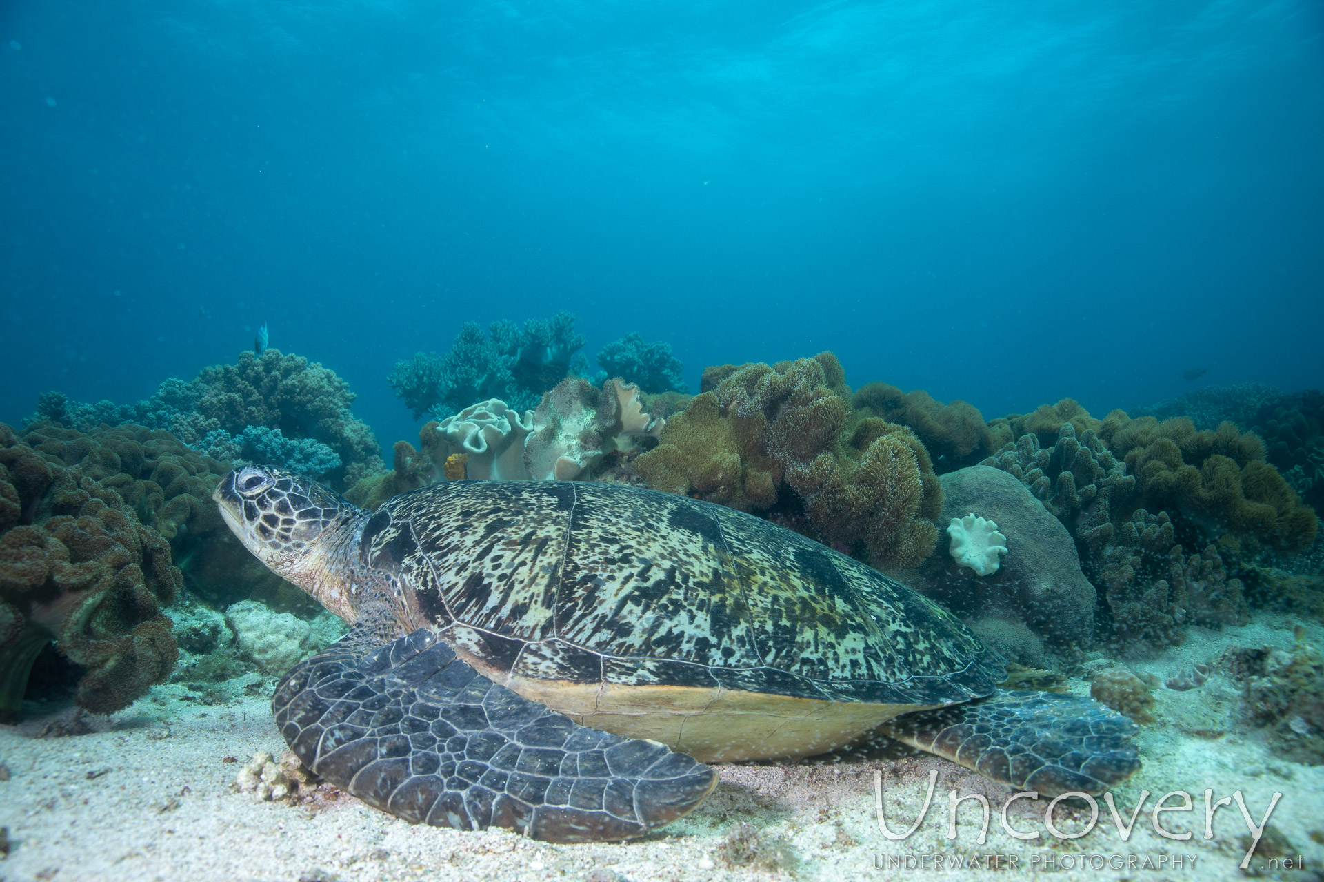 Green Sea Turtle (chelonia Mydas), photo taken in Philippines, Negros Oriental, Apo Island, Katipanan