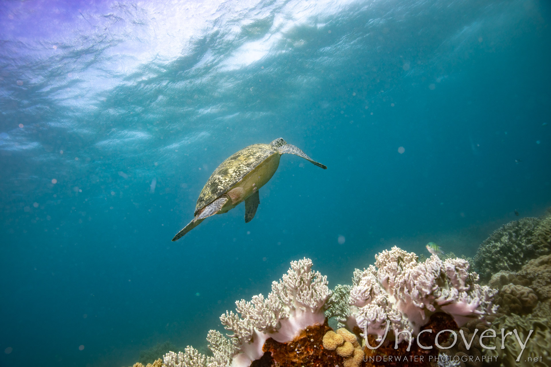 Green Sea Turtle (chelonia Mydas), photo taken in Philippines, Negros Oriental, Apo Island, Katipanan