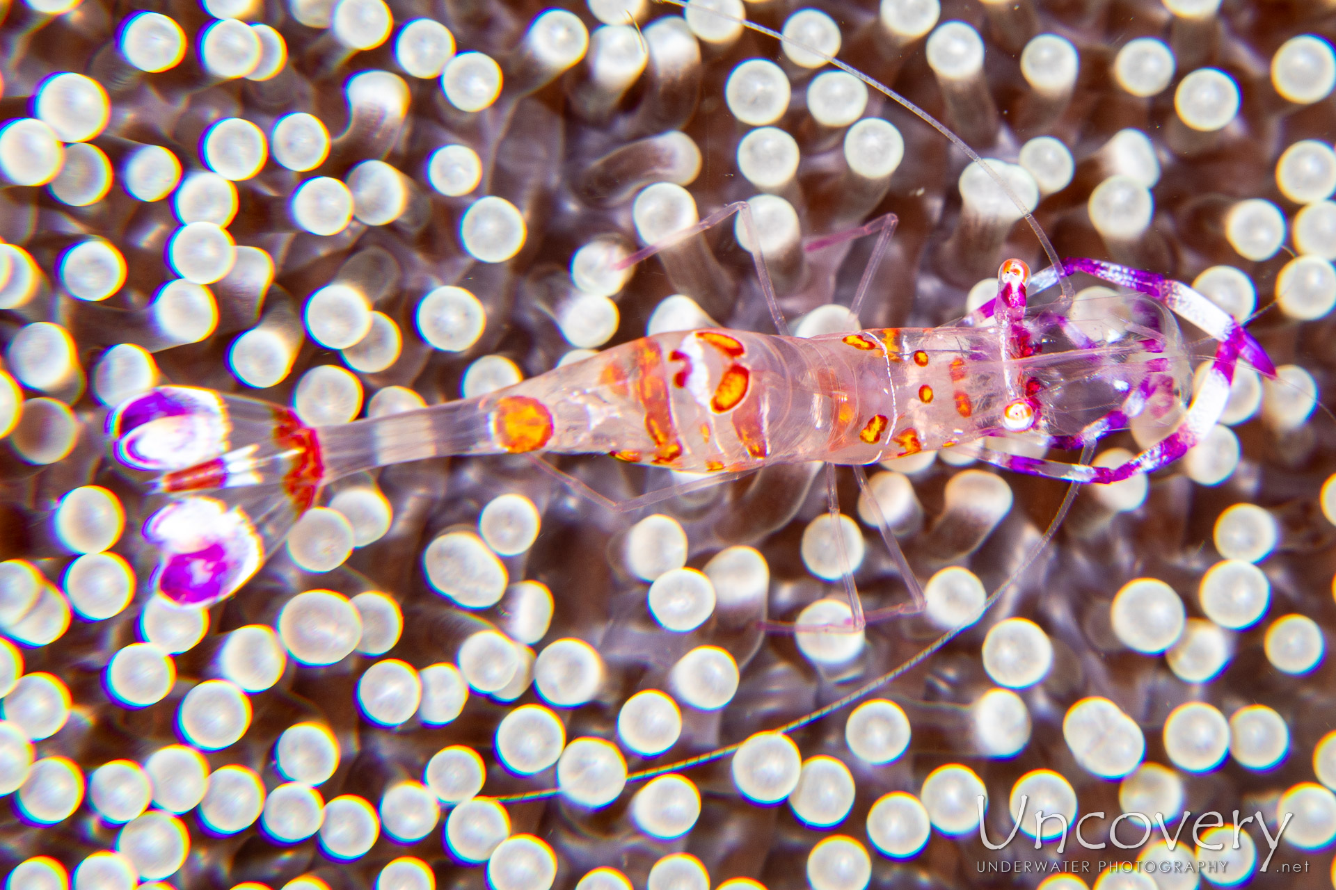 Yellow Spotted Anemone Shrimp (ancylomenes Luteomaculatus), photo taken in Philippines, Negros Oriental, Dauin, Cars