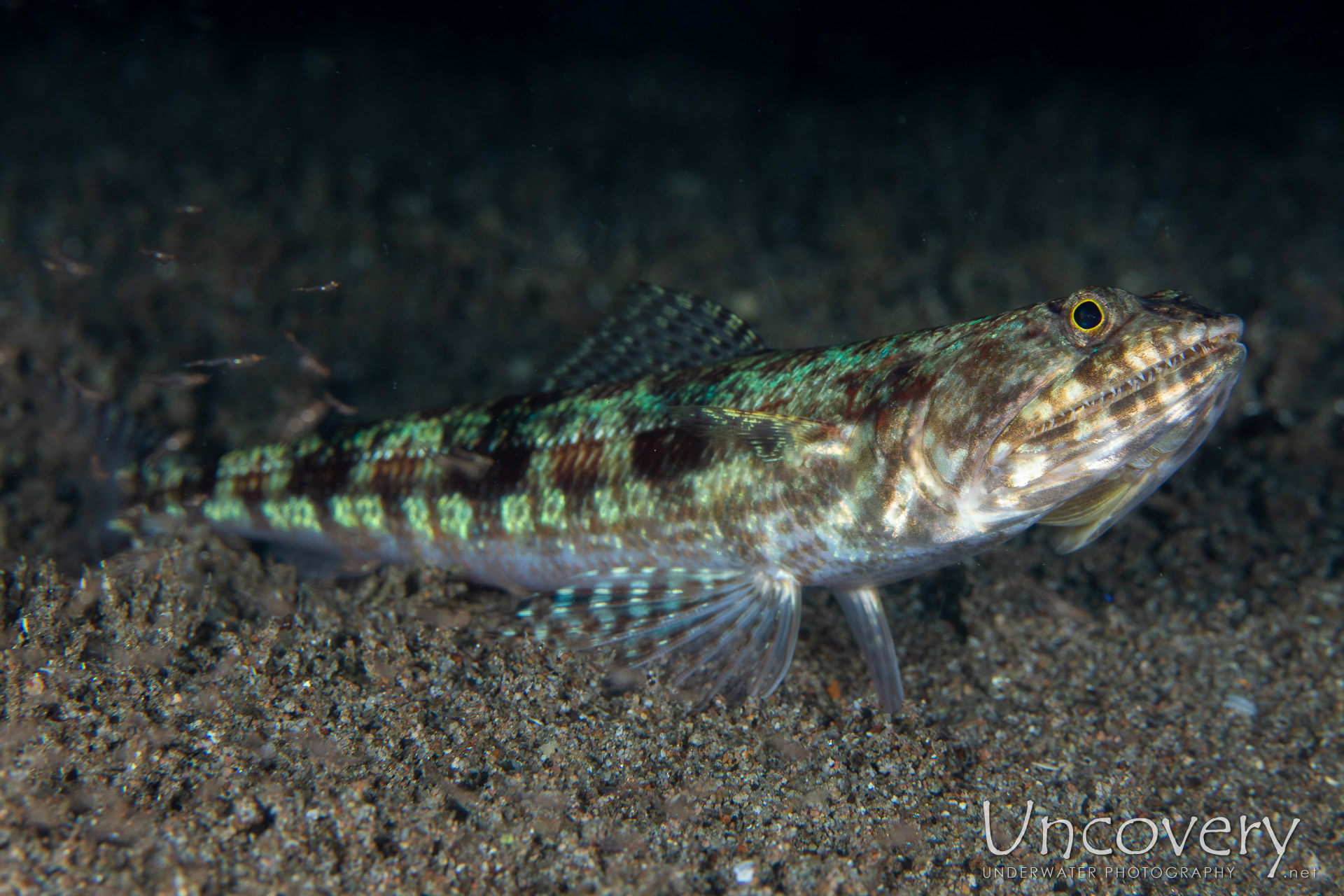 Blackblotch Lizardfish (synodus Jaculum), photo taken in Philippines, Negros Oriental, Dauin, Cars