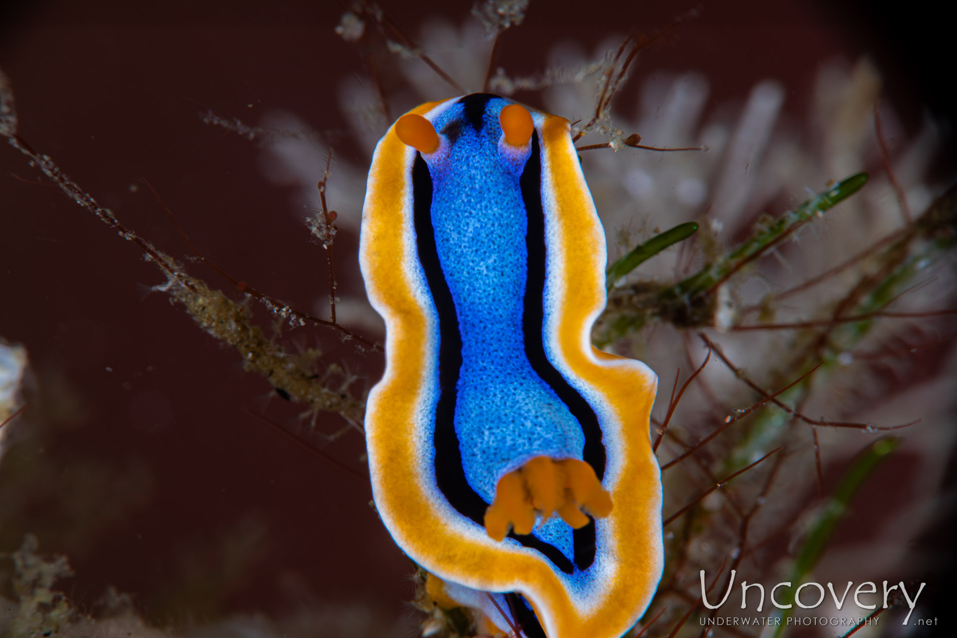 Nudibranch, photo taken in Philippines, Negros Oriental, Dauin, Cars