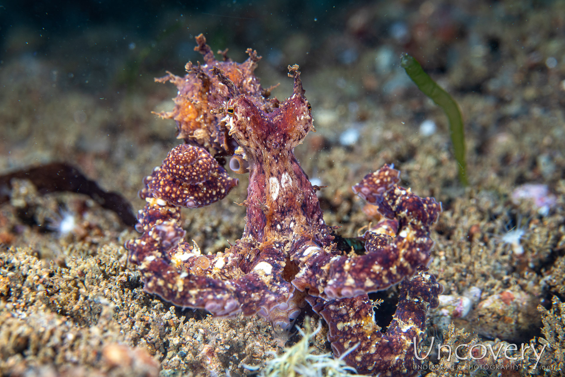 Algae Octopus (abdopus Aculeatus), photo taken in Philippines, Negros Oriental, Dauin, Secret Corner