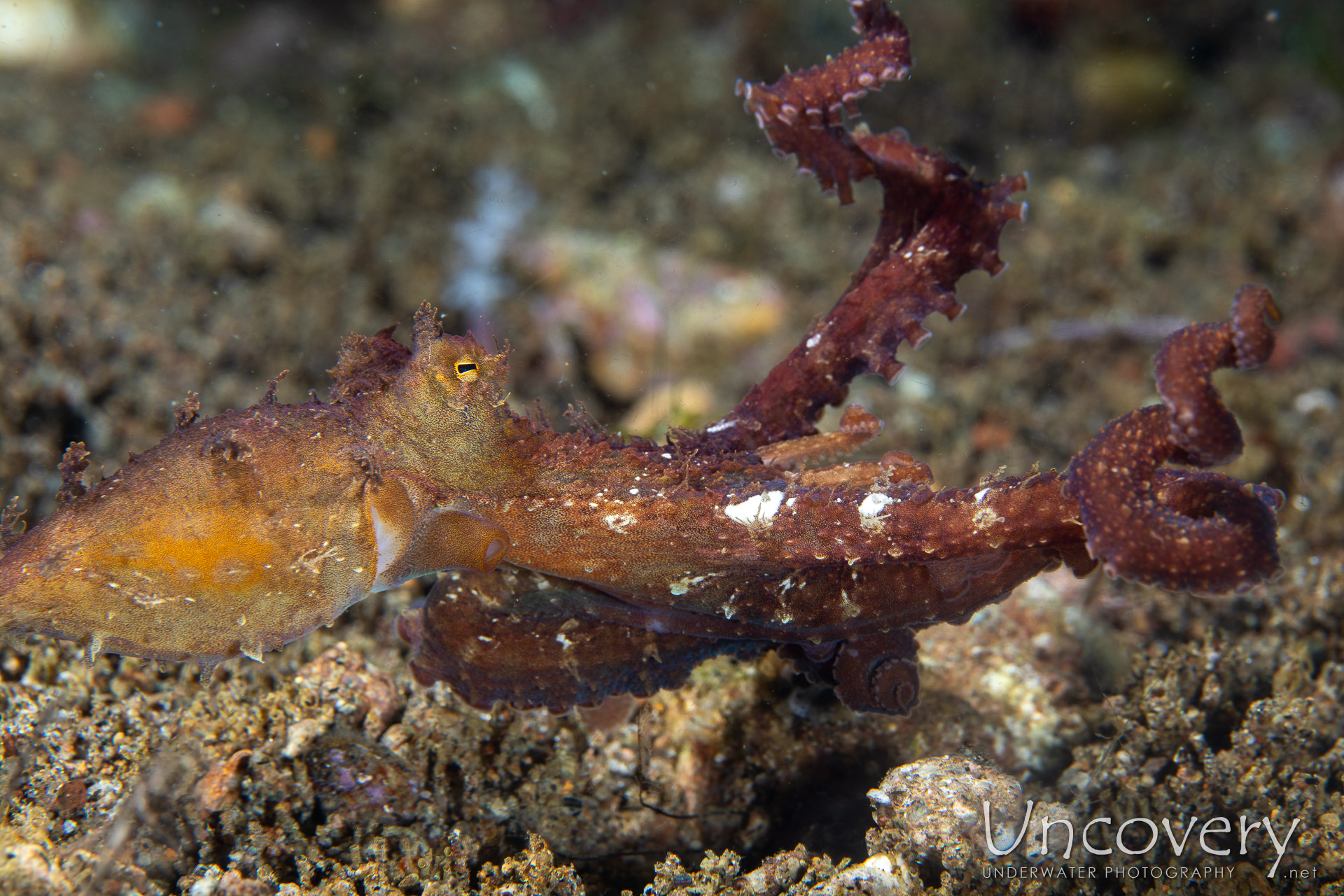 Algae Octopus (abdopus Aculeatus), photo taken in Philippines, Negros Oriental, Dauin, Secret Corner