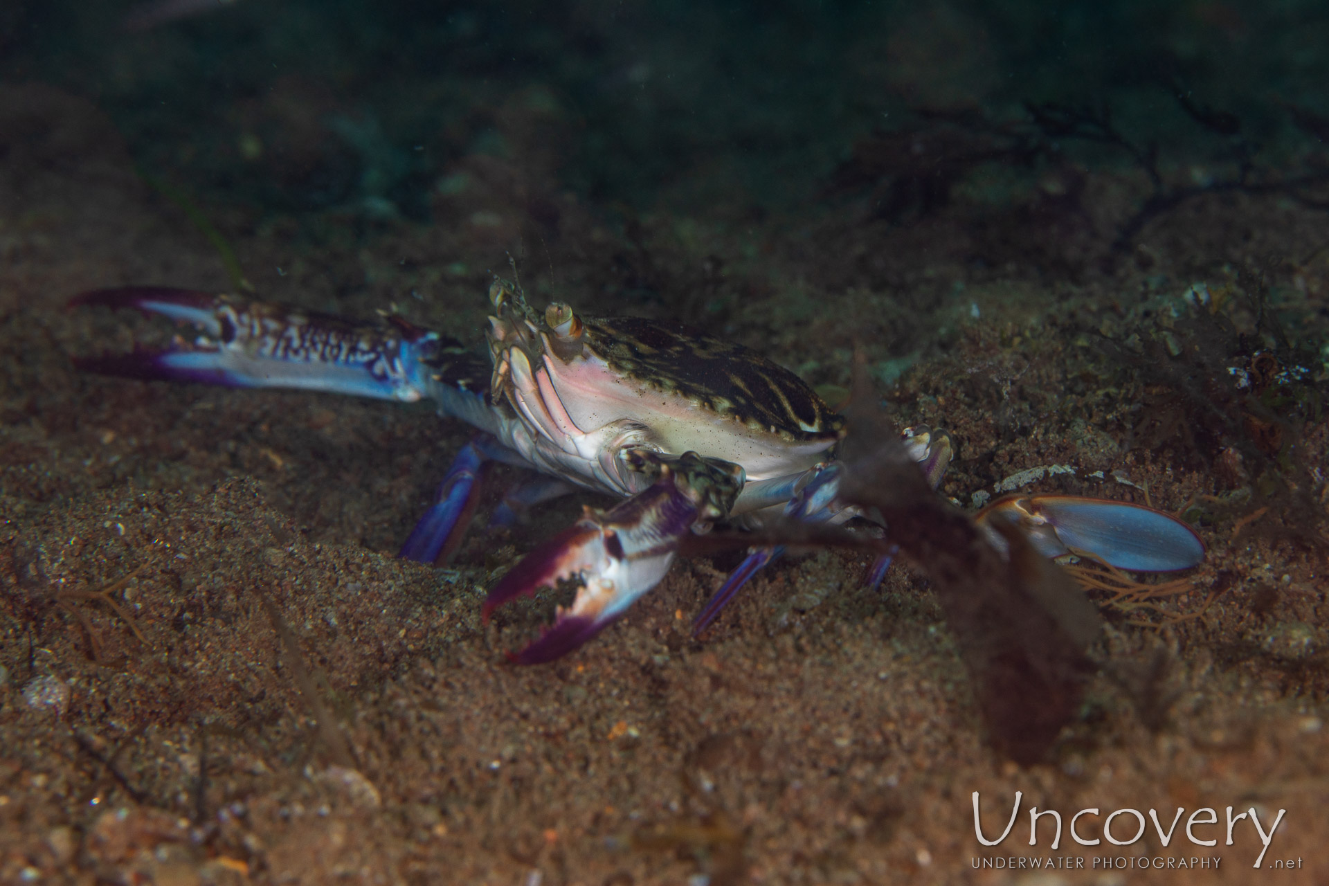 Blue Swimming Crab (portunus Pelagicus), photo taken in Philippines, Negros Oriental, Dauin, Secret Corner