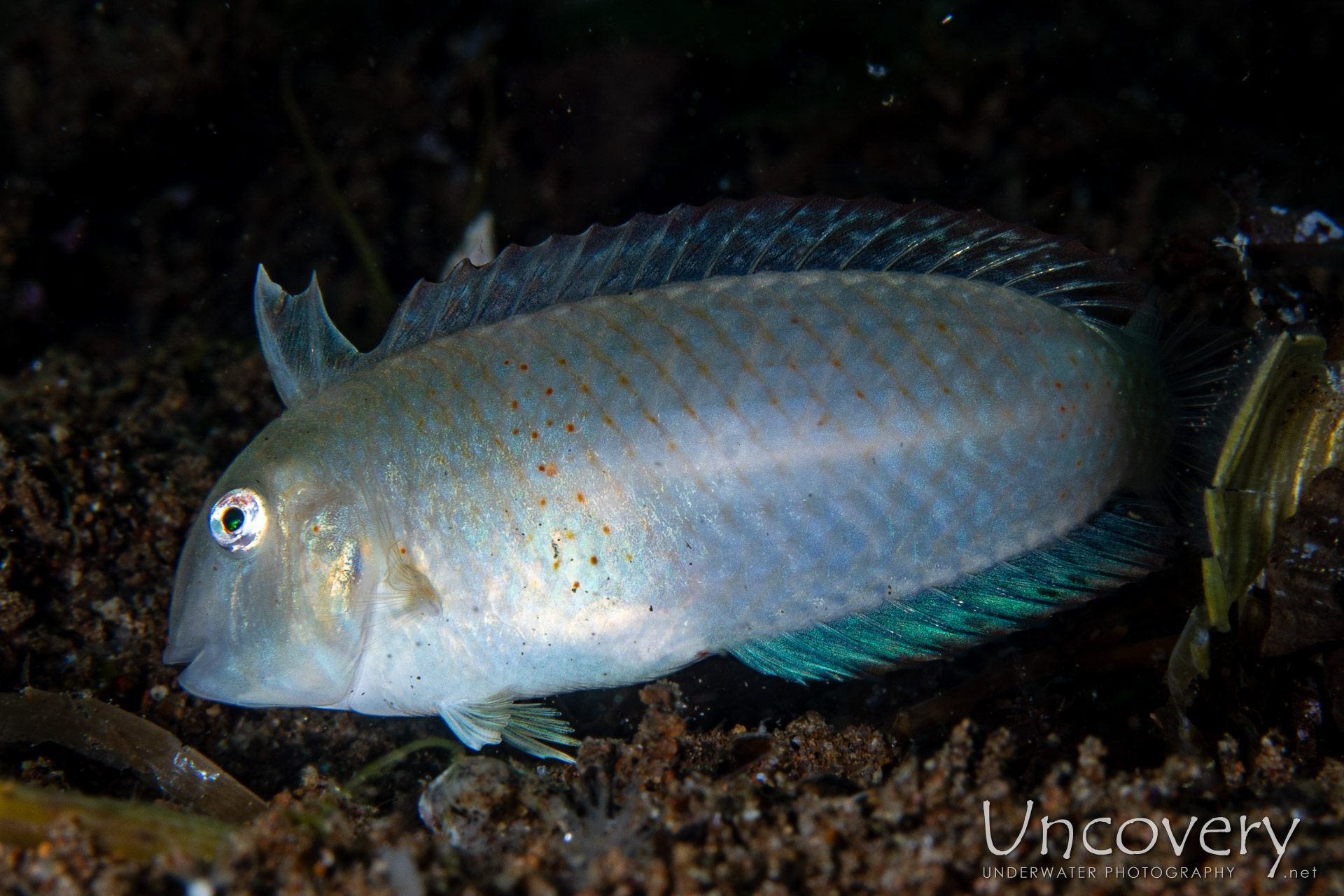 Peacock Razorfish (iniistius Pavo), photo taken in Philippines, Negros Oriental, Dauin, Secret Corner