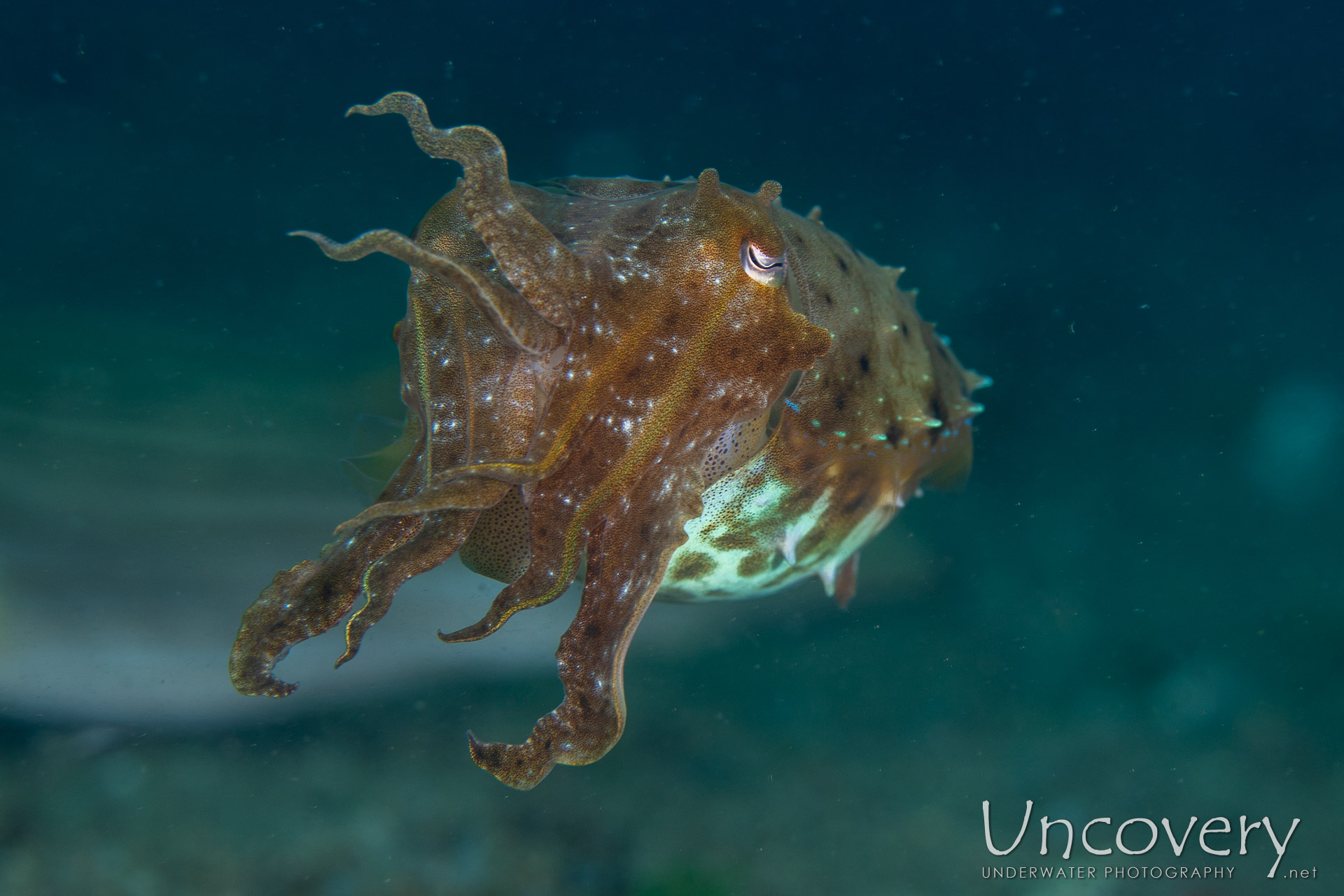Broadclub Cuttlefish (sepia Latimanus), photo taken in Philippines, Negros Oriental, Dauin, Secret Corner