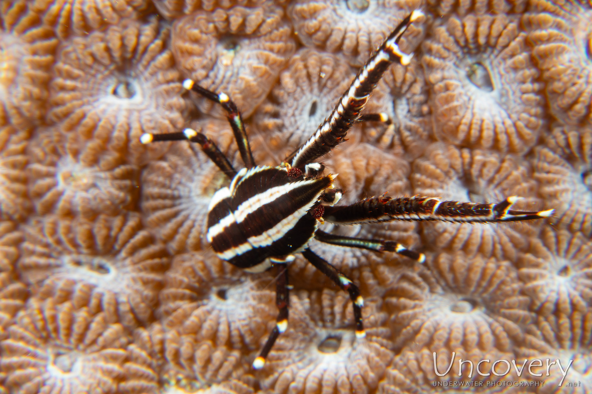 Crinoid Squatlobster (allogalathea Elegans), photo taken in Philippines, Negros Oriental, Dauin, Pier South