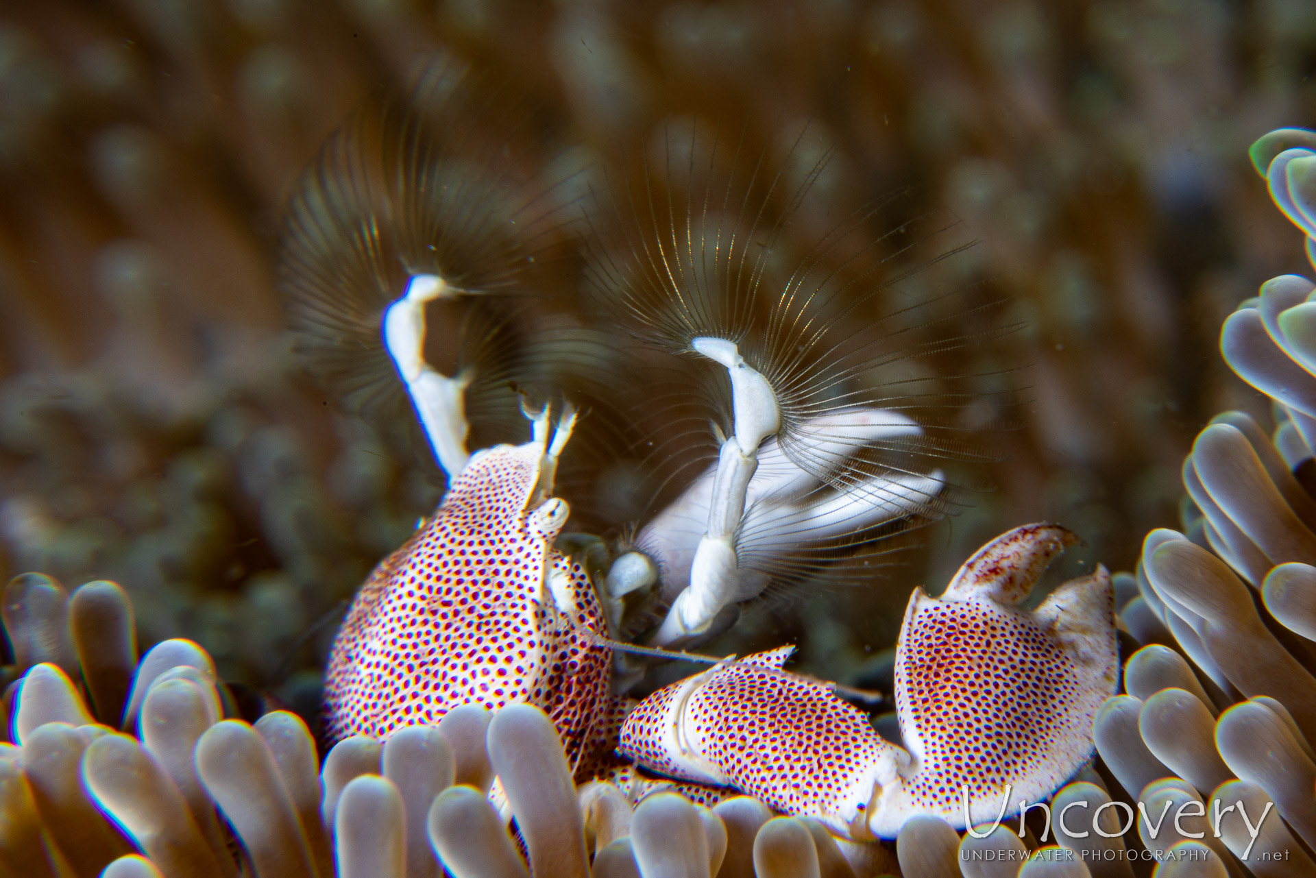 Spotted Porcelain Crab (neopetrolisthes Maculatus), photo taken in Philippines, Negros Oriental, Dauin, Pier South