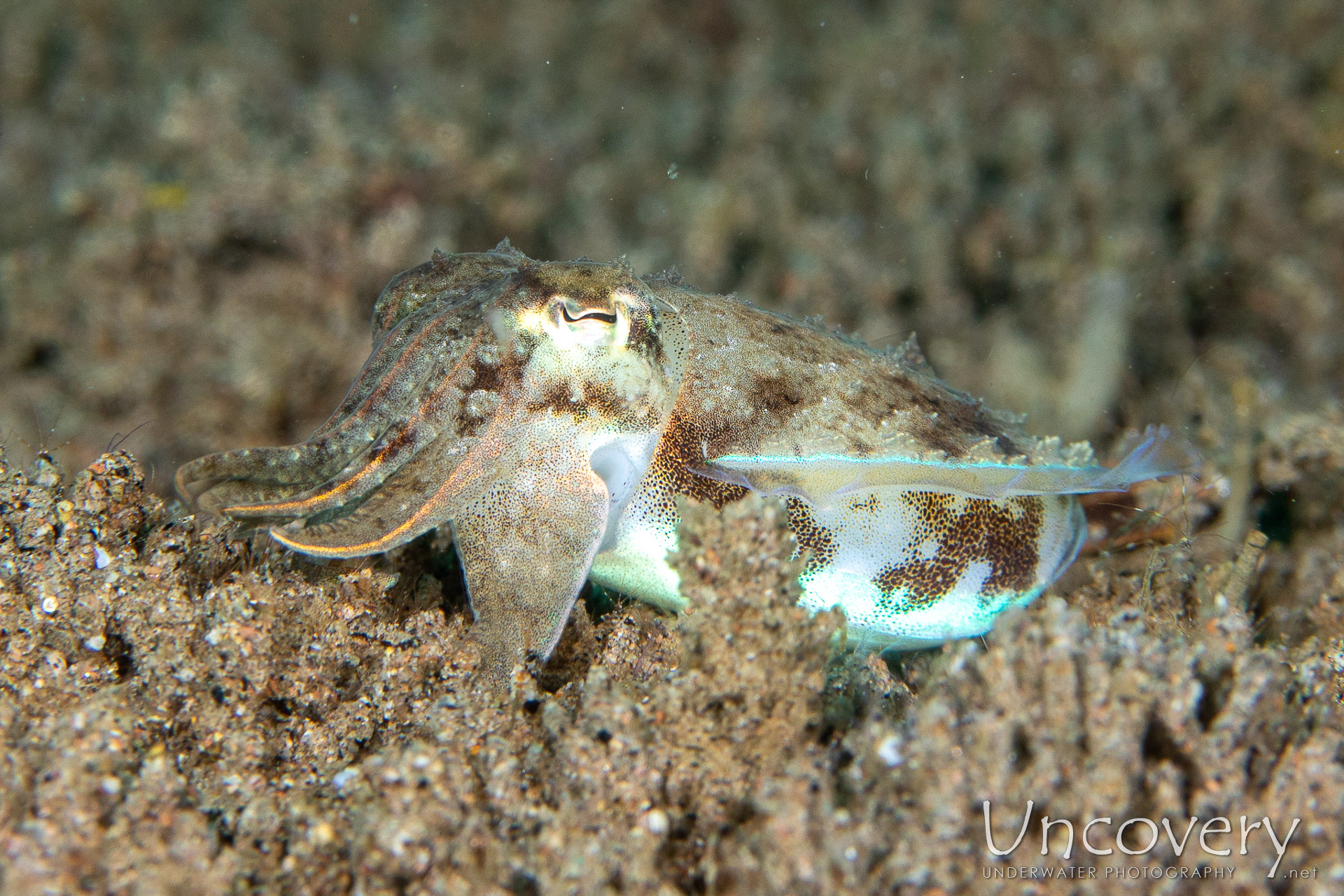 Broadclub Cuttlefish (sepia Latimanus), photo taken in Philippines, Negros Oriental, Dauin, Pier South