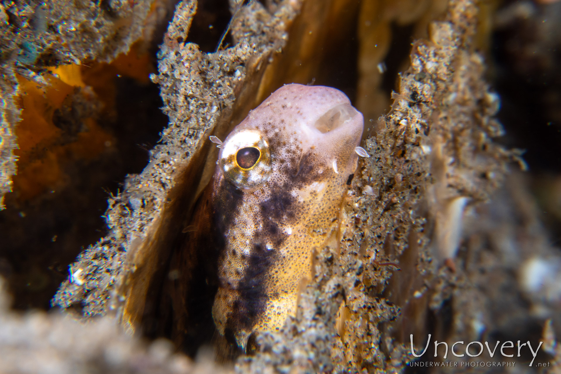 Shorthead Fangblenny (petroscirtes Breviceps), photo taken in Philippines, Negros Oriental, Dauin, Pier South