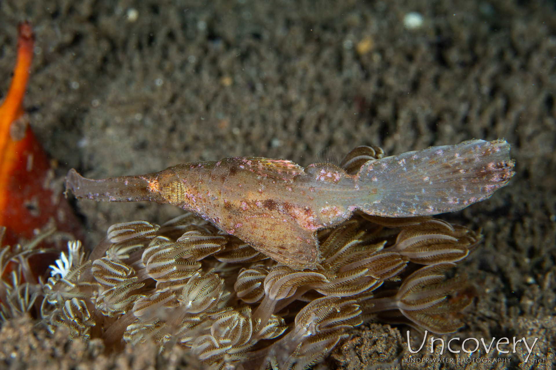 Robust Ghostpipefish (solenostomus Cyanopterus), photo taken in Philippines, Negros Oriental, Dauin, Pier South