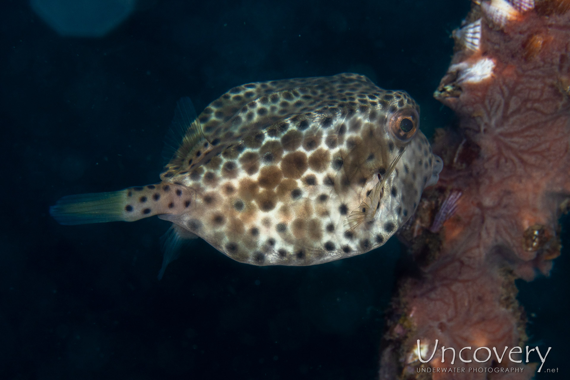 Shortnose Boxfish (rhynchostracion Nasus), photo taken in Philippines, Negros Oriental, Dauin, Basak