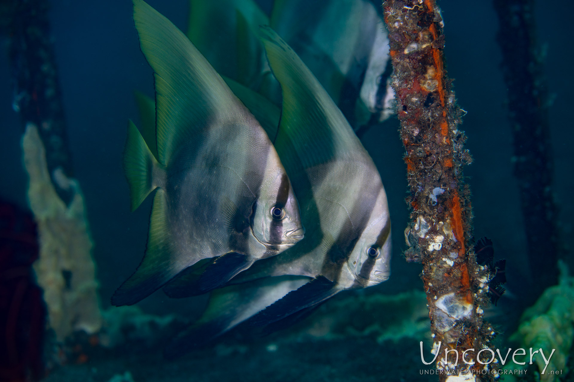 Orbicular Batfish (platax Orbicularis), photo taken in Philippines, Negros Oriental, Dauin, Basak