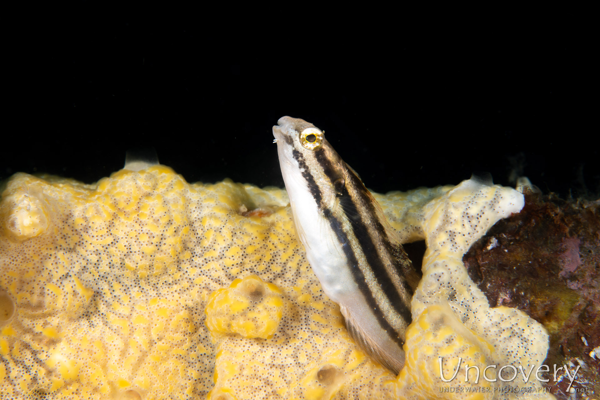 Shorthead Fangblenny (petroscirtes Breviceps), photo taken in Philippines, Negros Oriental, Dauin, Basak