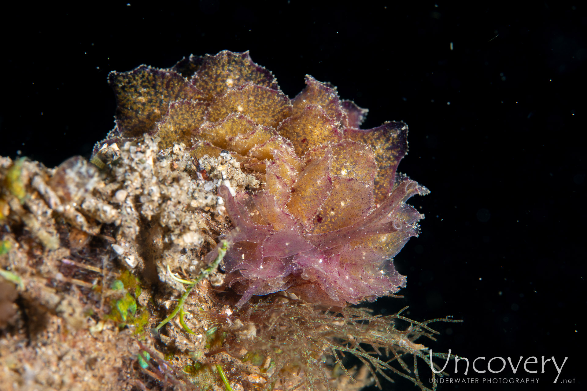 Nudibranch, photo taken in Philippines, Negros Oriental, Dauin, Guinsuan North