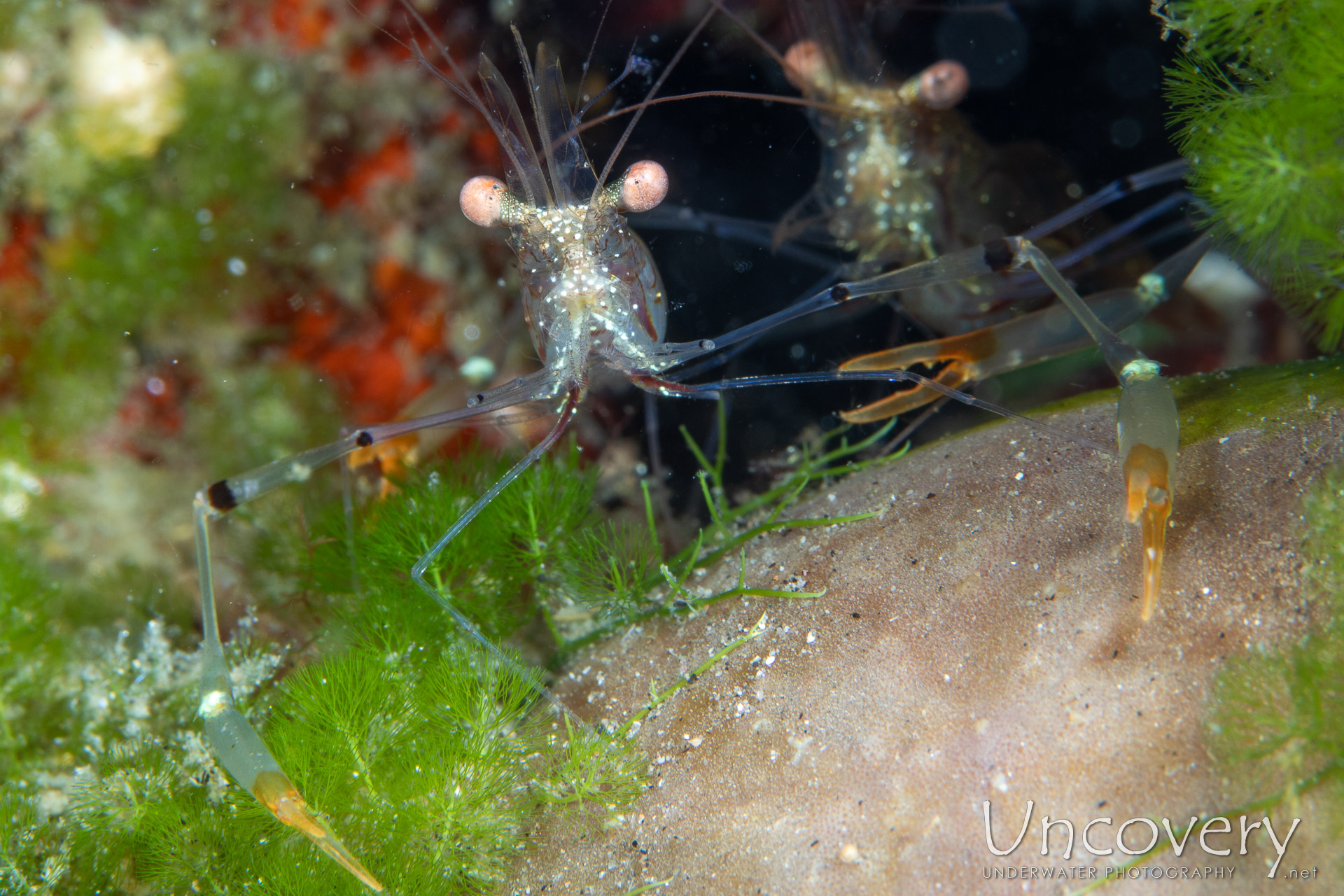 Red-striped Cuapetes Shrimp (cuapetes Sp.), photo taken in Philippines, Negros Oriental, Dauin, n/a