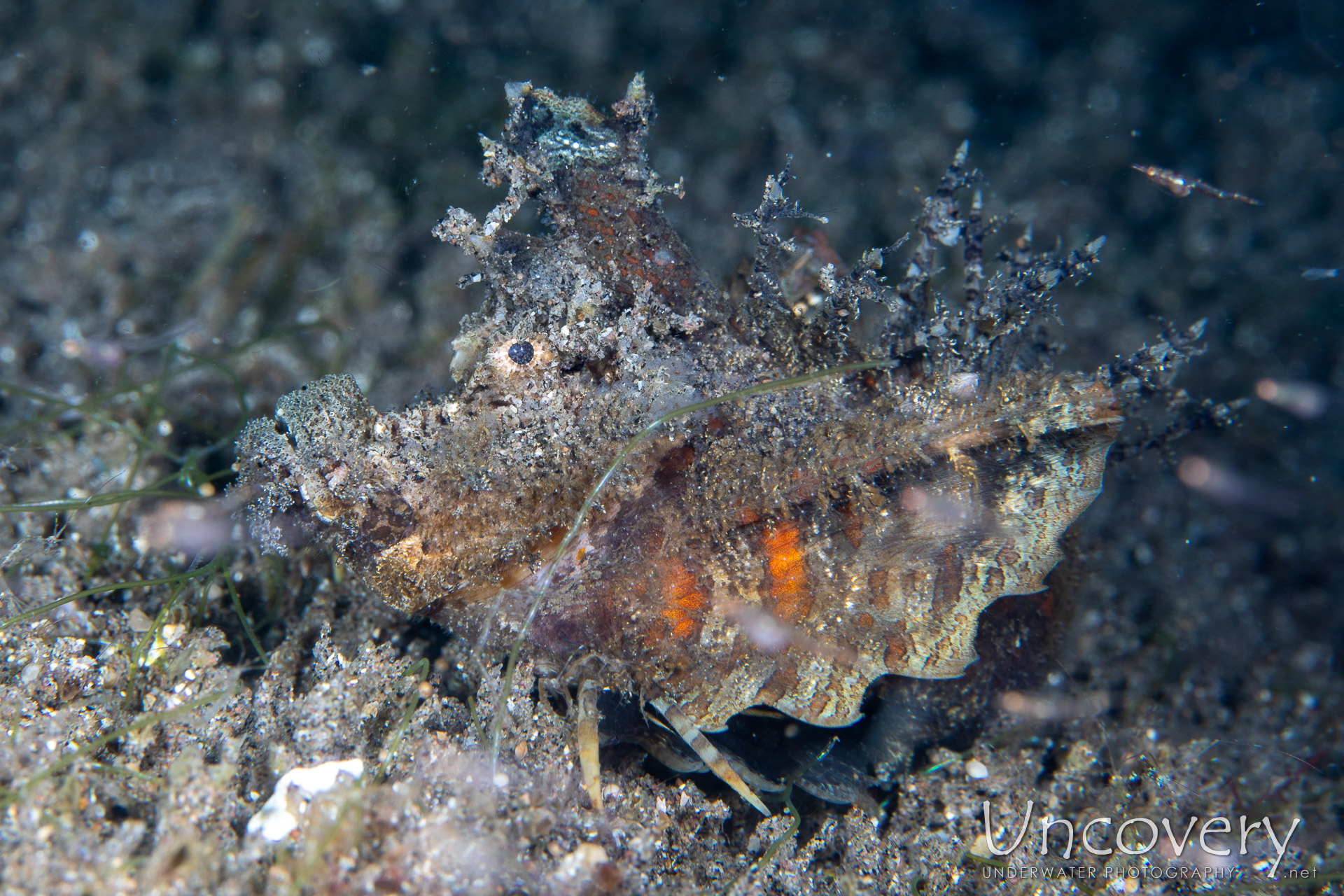 Spiny Devilfish (inimicus Didactylus), photo taken in Philippines, Negros Oriental, Dauin, n/a