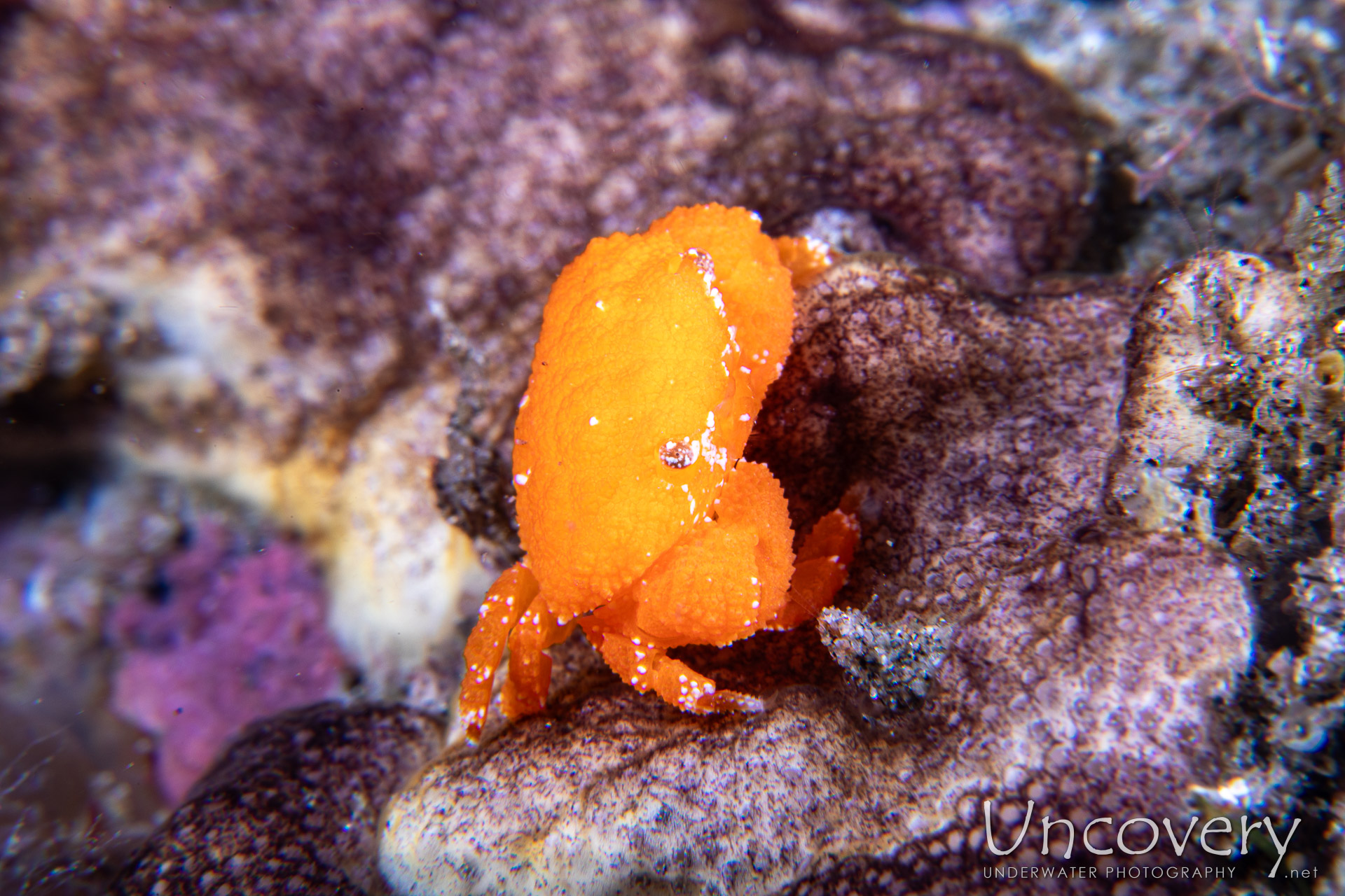Orange Porcelain Crab (pachycheles Sp.), photo taken in Philippines, Negros Oriental, Dauin, n/a