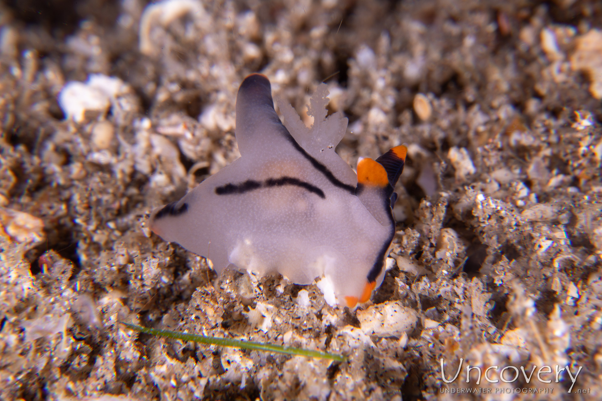 Nudibranch (thecacera Picta), photo taken in Philippines, Negros Oriental, Dauin, n/a