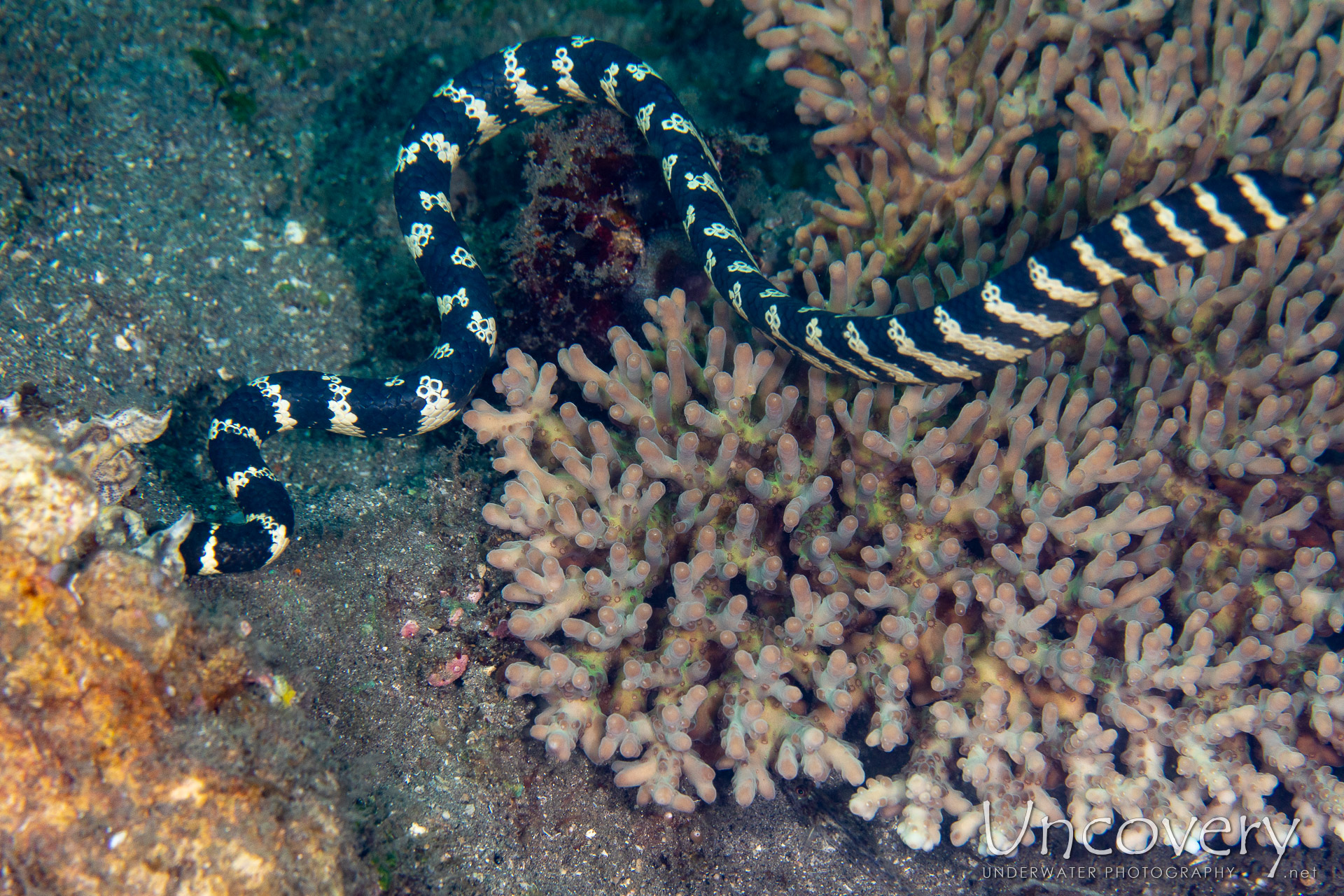 Banded Sea Krait (laticauda Colubrina), photo taken in Philippines, Negros Oriental, Dauin, n/a