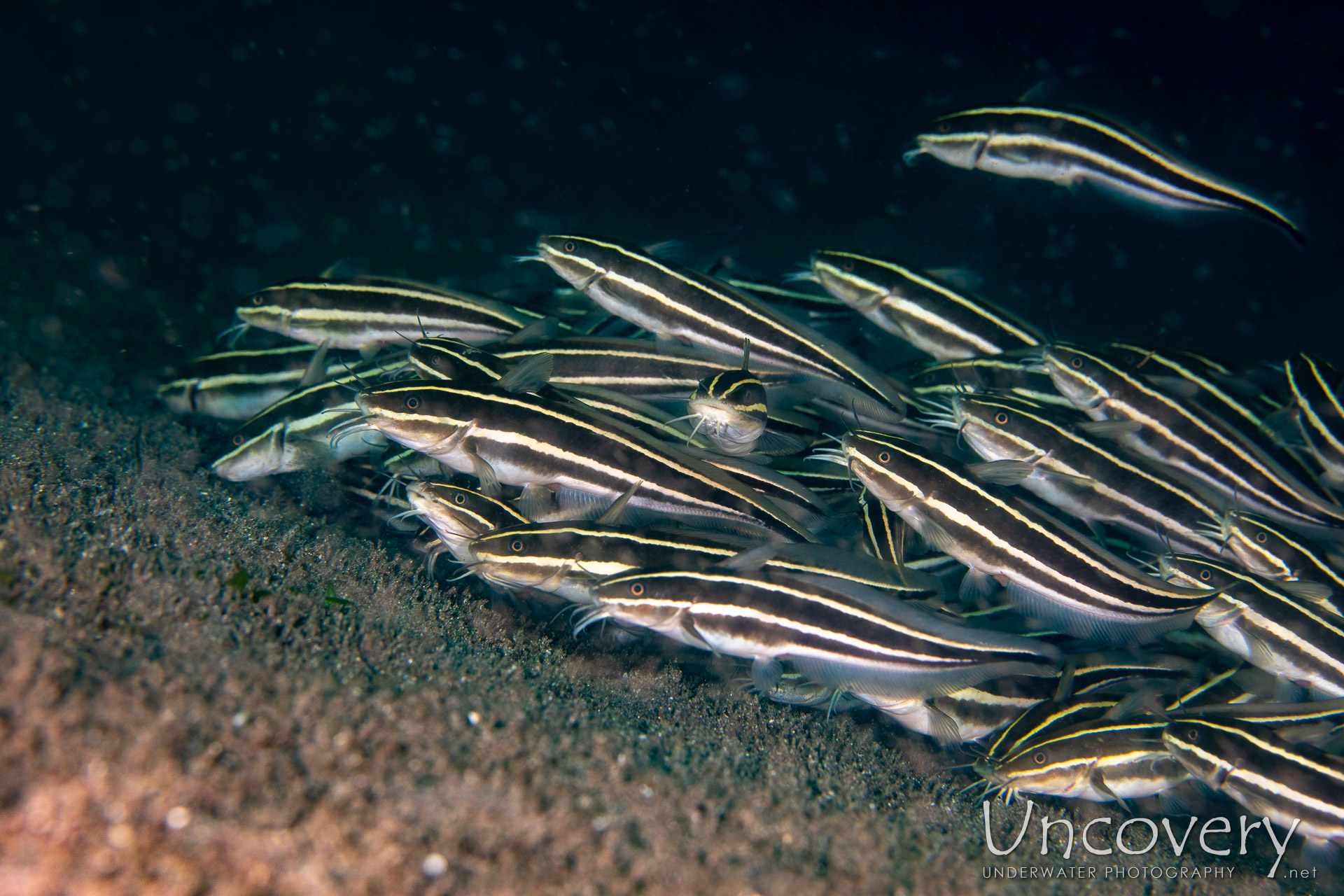 Striped Catfish (plotosus Lineatus), photo taken in Philippines, Negros Oriental, Dauin, n/a