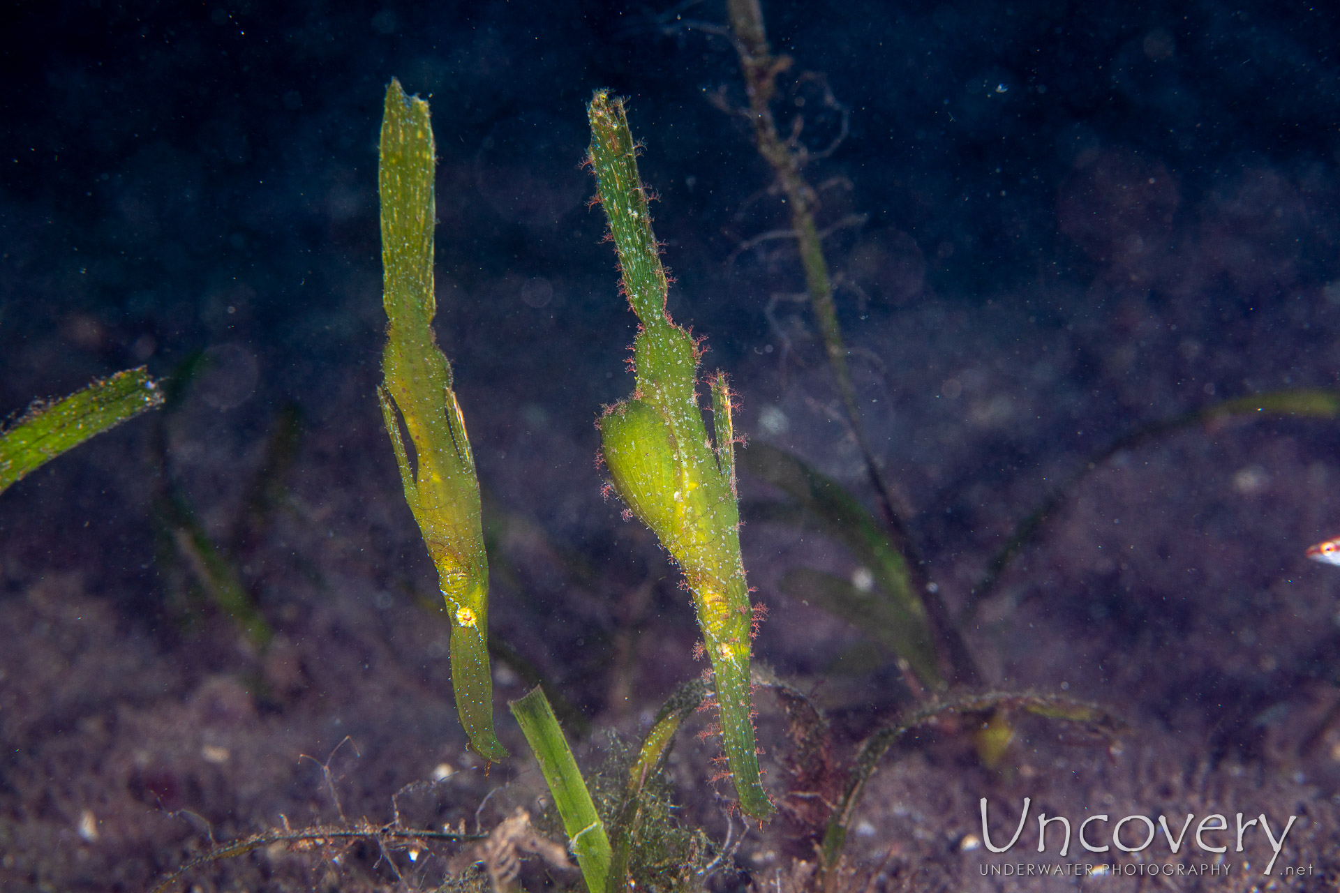 Robust Ghostpipefish (solenostomus Cyanopterus), photo taken in Philippines, Negros Oriental, Dauin, San Miguel