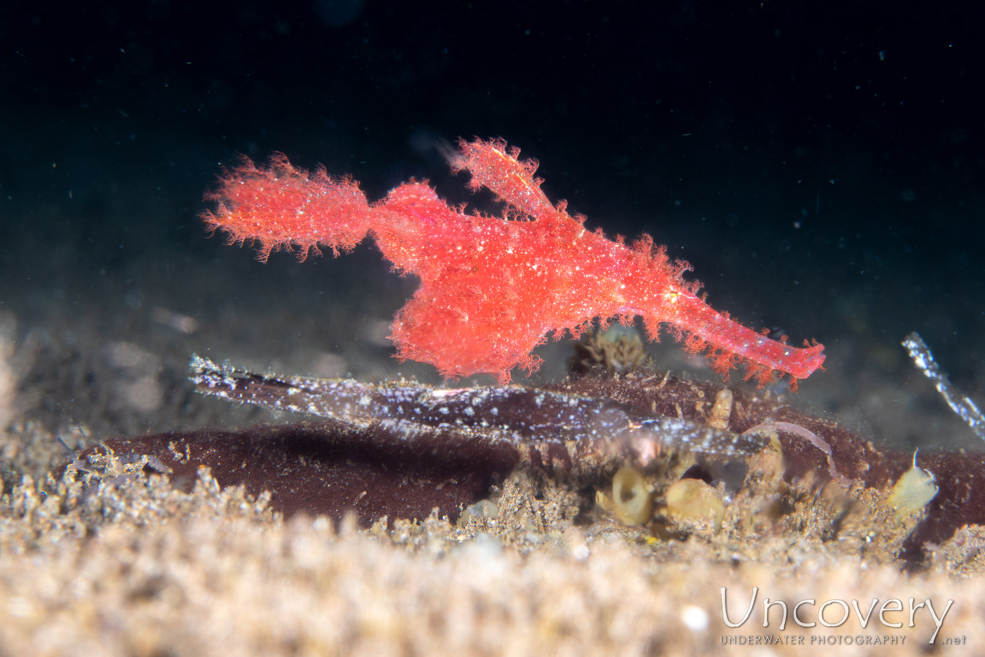 Robust Ghostpipefish (solenostomus Cyanopterus), photo taken in Philippines, Negros Oriental, Dauin, San Miguel