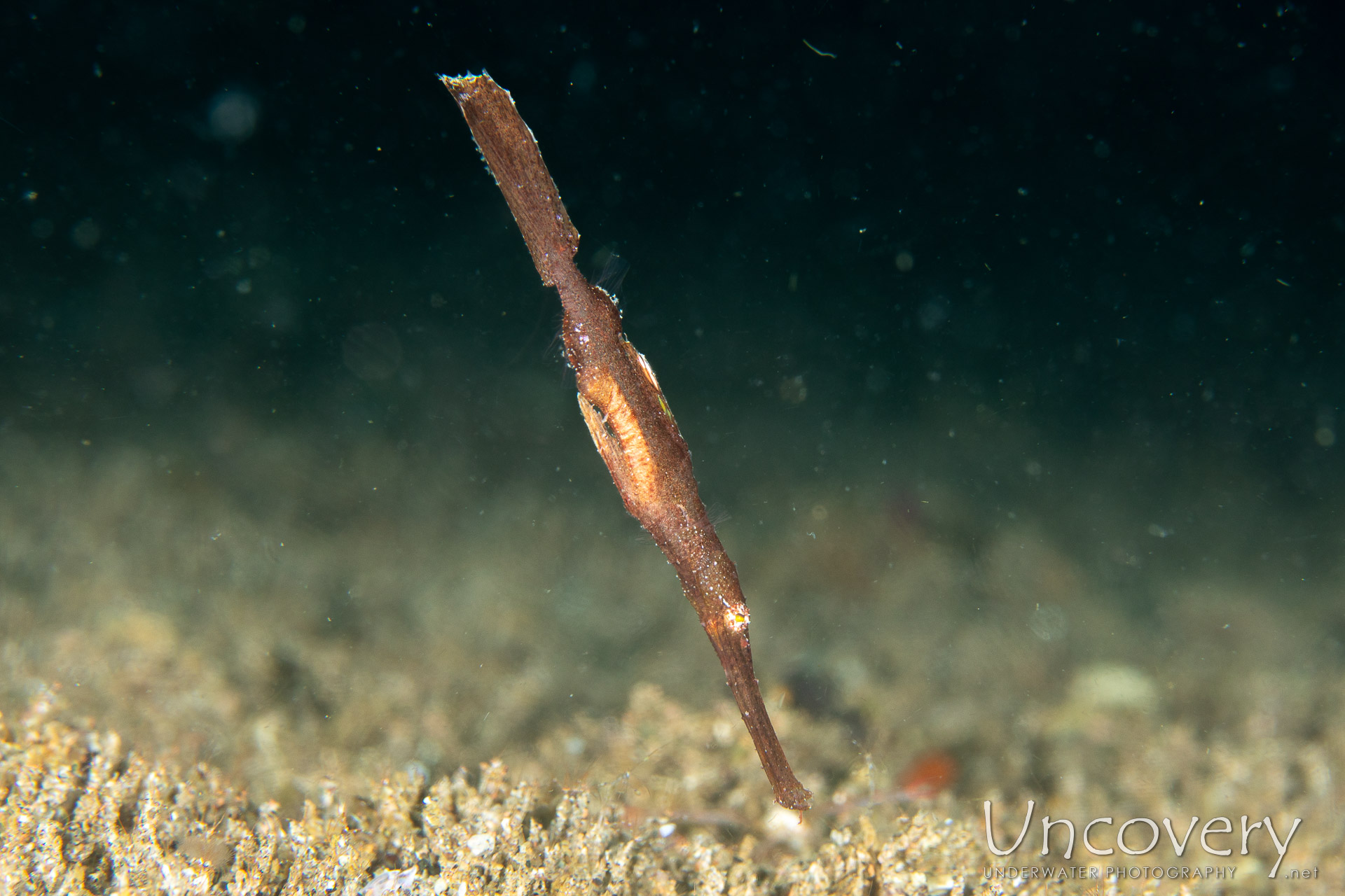 Robust Ghostpipefish (solenostomus Cyanopterus), photo taken in Philippines, Negros Oriental, Dauin, San Miguel