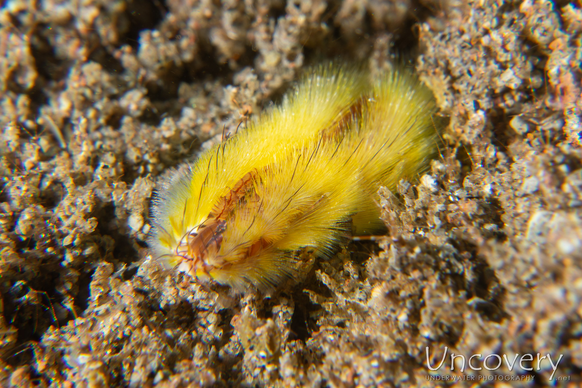 Darklined Fireworm (chloeia Fusca), photo taken in Philippines, Negros Oriental, Dauin, Pyramids