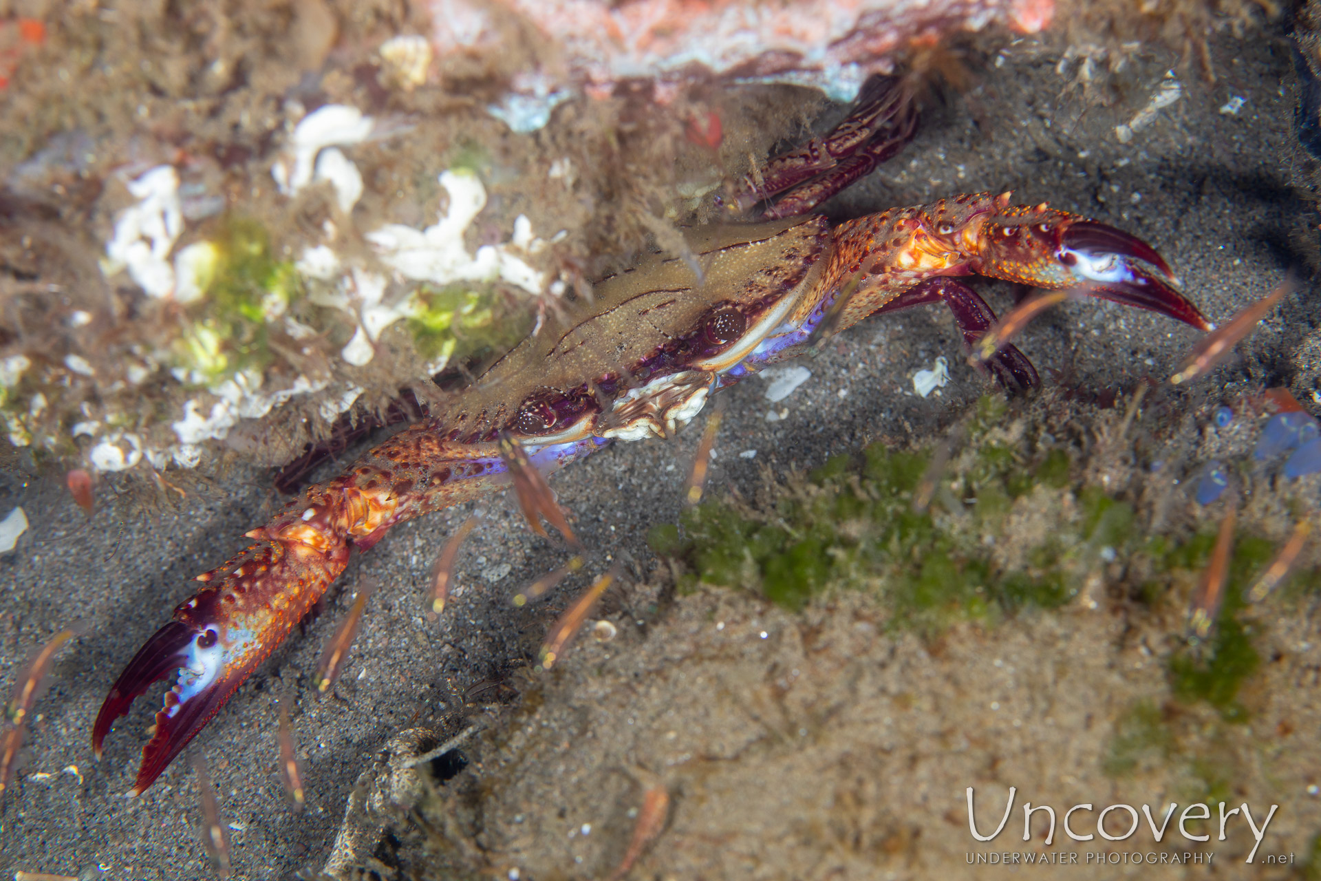 Blue Swimming Crab (portunus Pelagicus), photo taken in Philippines, Negros Oriental, Dauin, Pyramids