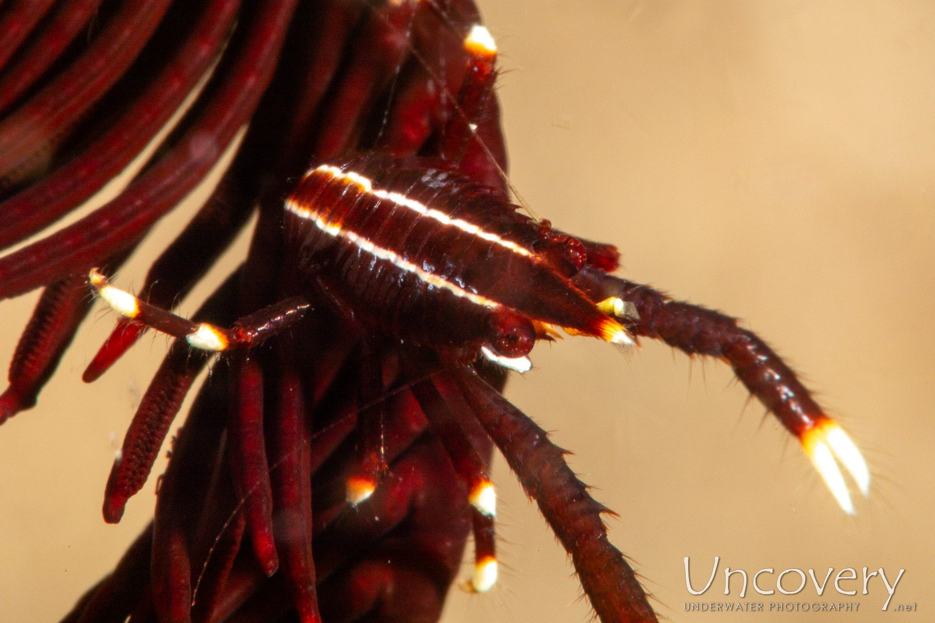 Crinoid Squatlobster (allogalathea Elegans), photo taken in Philippines, Negros Oriental, Dauin, Pyramids