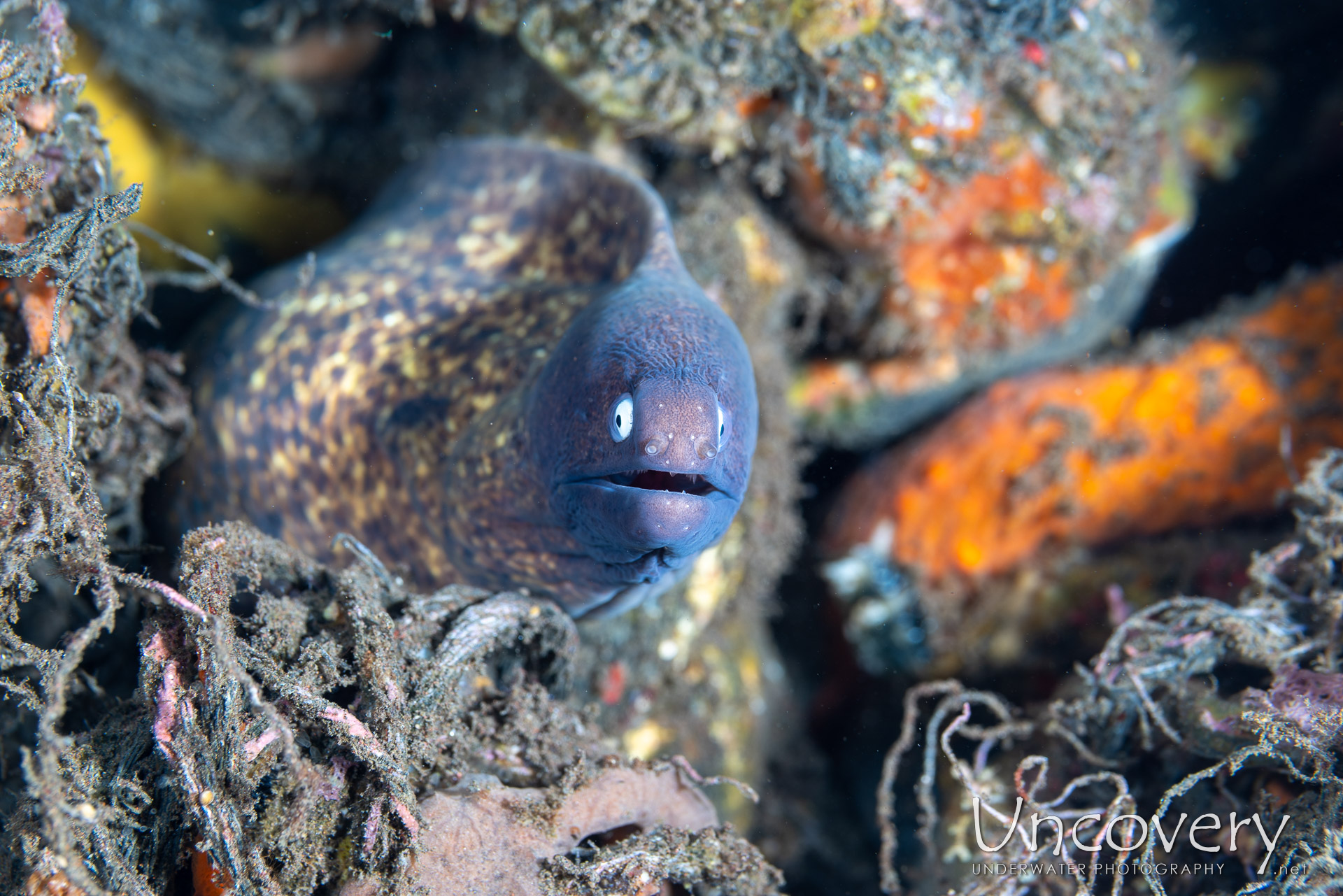 Whiteeyed Moray (gymnothorax Thyrsoideus), photo taken in Indonesia, Bali, Tulamben, Tukad Linggah