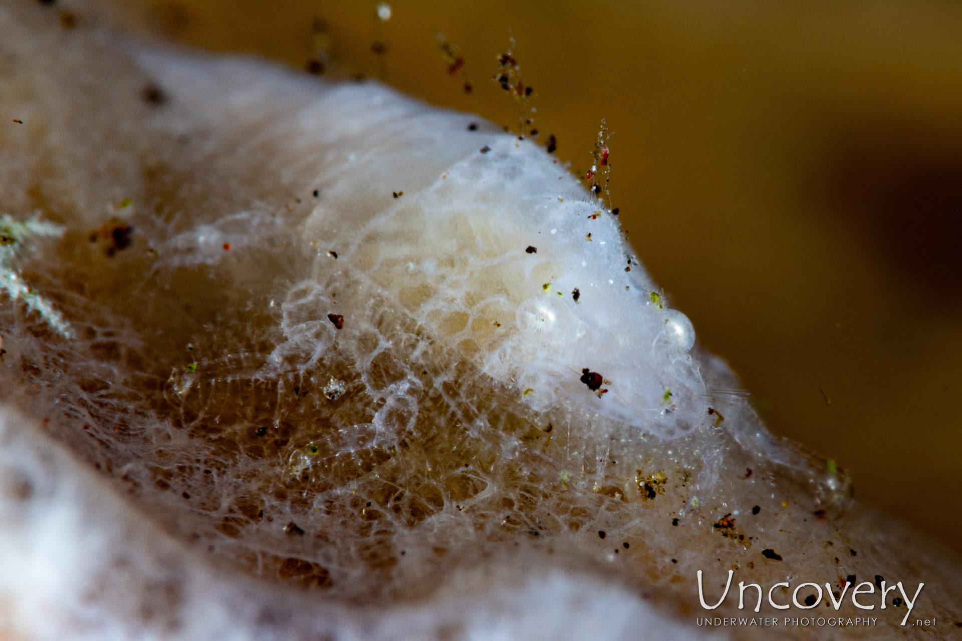 Cryptic Sponge Shrimp (gelastocaris Paronae), photo taken in Indonesia, Bali, Tulamben, Tukad Linggah