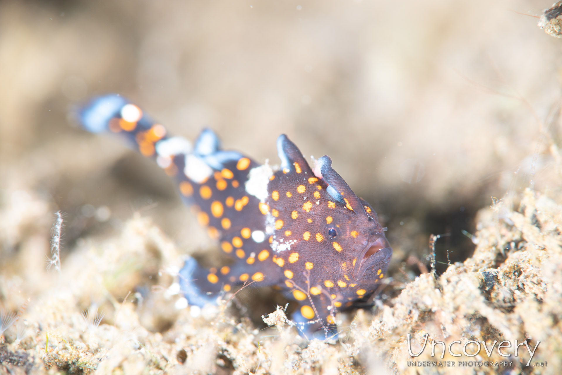 , photo taken in Indonesia, Bali, Tulamben, Segara