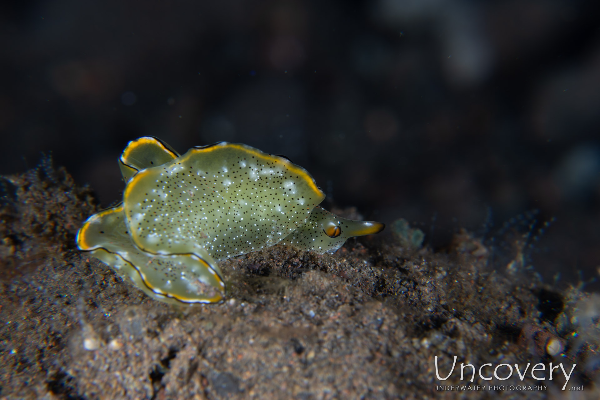 , photo taken in Indonesia, Bali, Tulamben, Segara