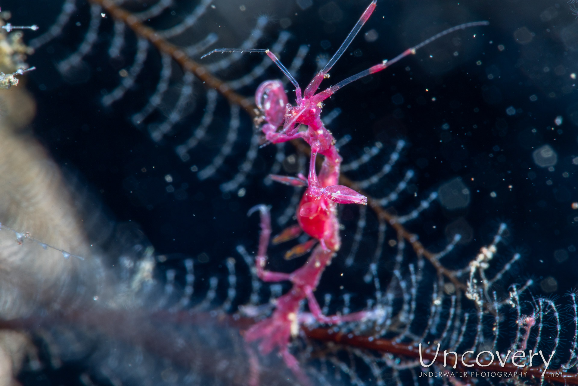 , photo taken in Indonesia, Bali, Tulamben, Segara