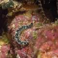 Sea Slug, photo taken in Indonesia, Bali, Menjangan, Var. Locations