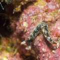 Sea Slug, photo taken in Indonesia, Bali, Menjangan, Var. Locations