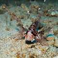 Devil Firefish (Pterois Miles)